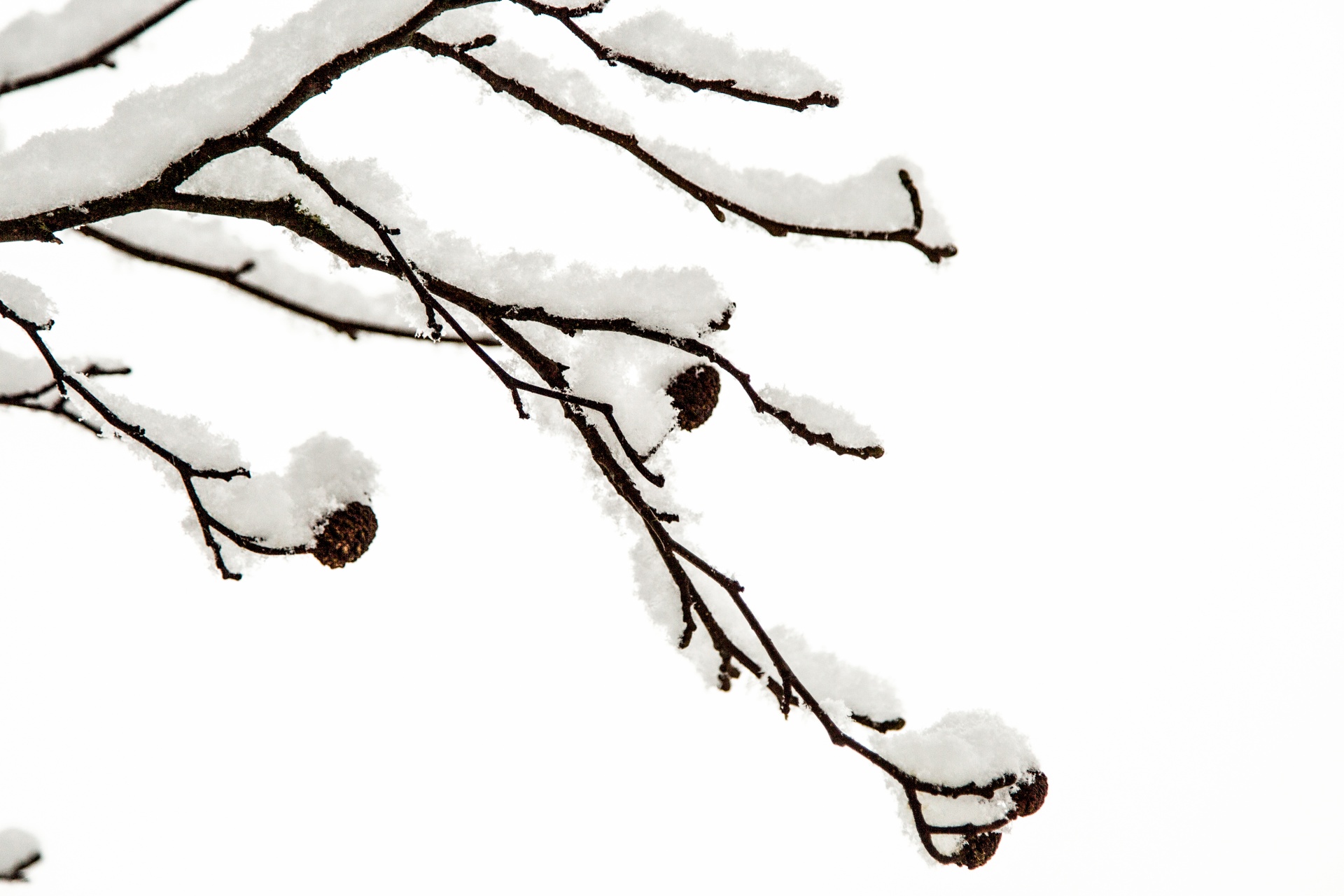 Winter Branch Free Stock Photo - Public Domain Pictures