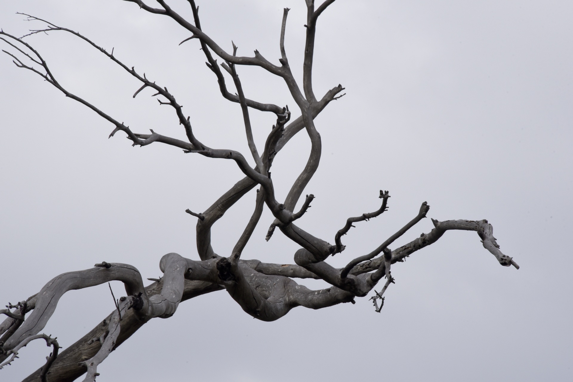 Winter Tree Branch Free Stock Photo - Public Domain Pictures