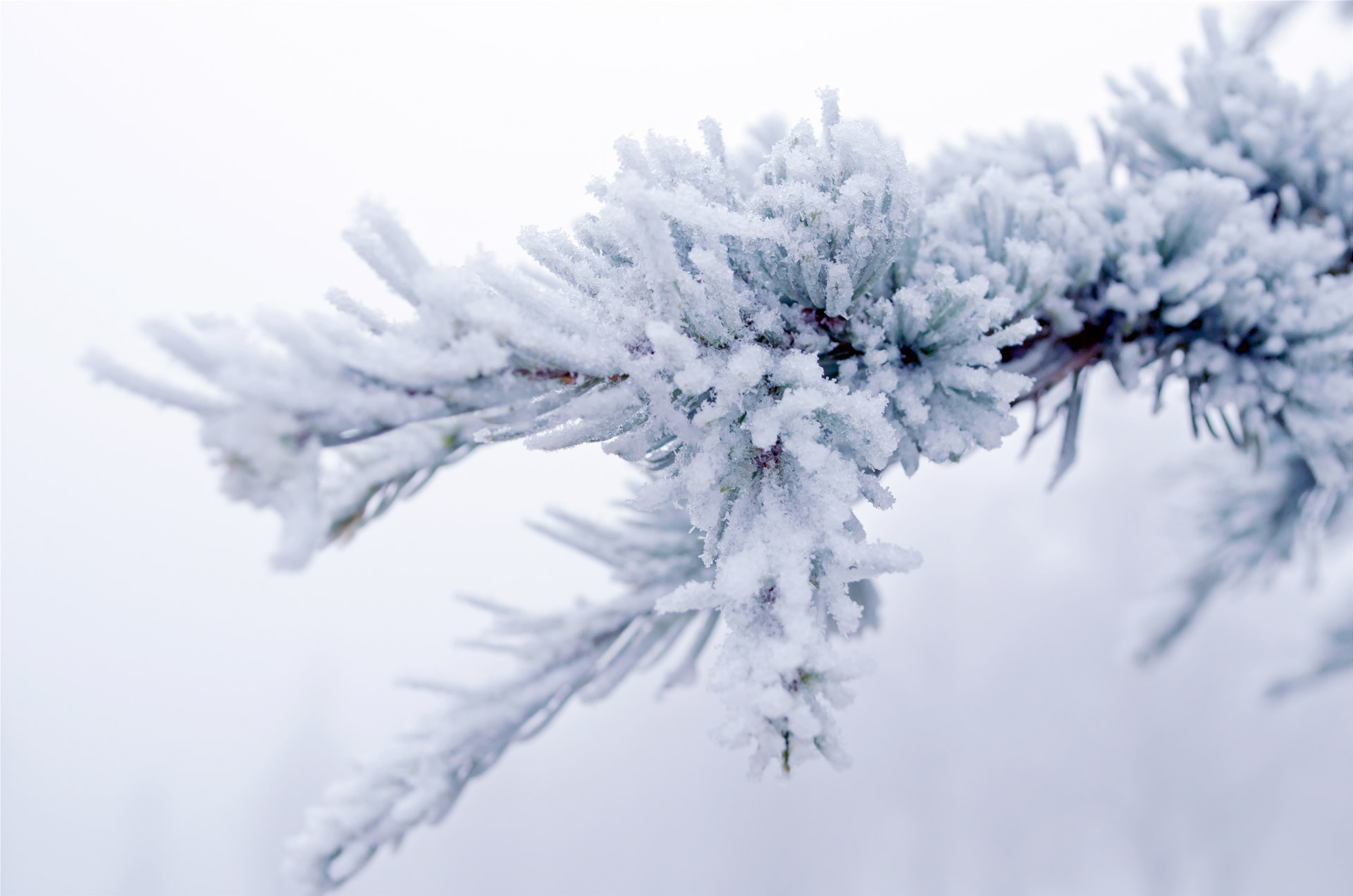 Winter Branch Free Stock Photo - Public Domain Pictures