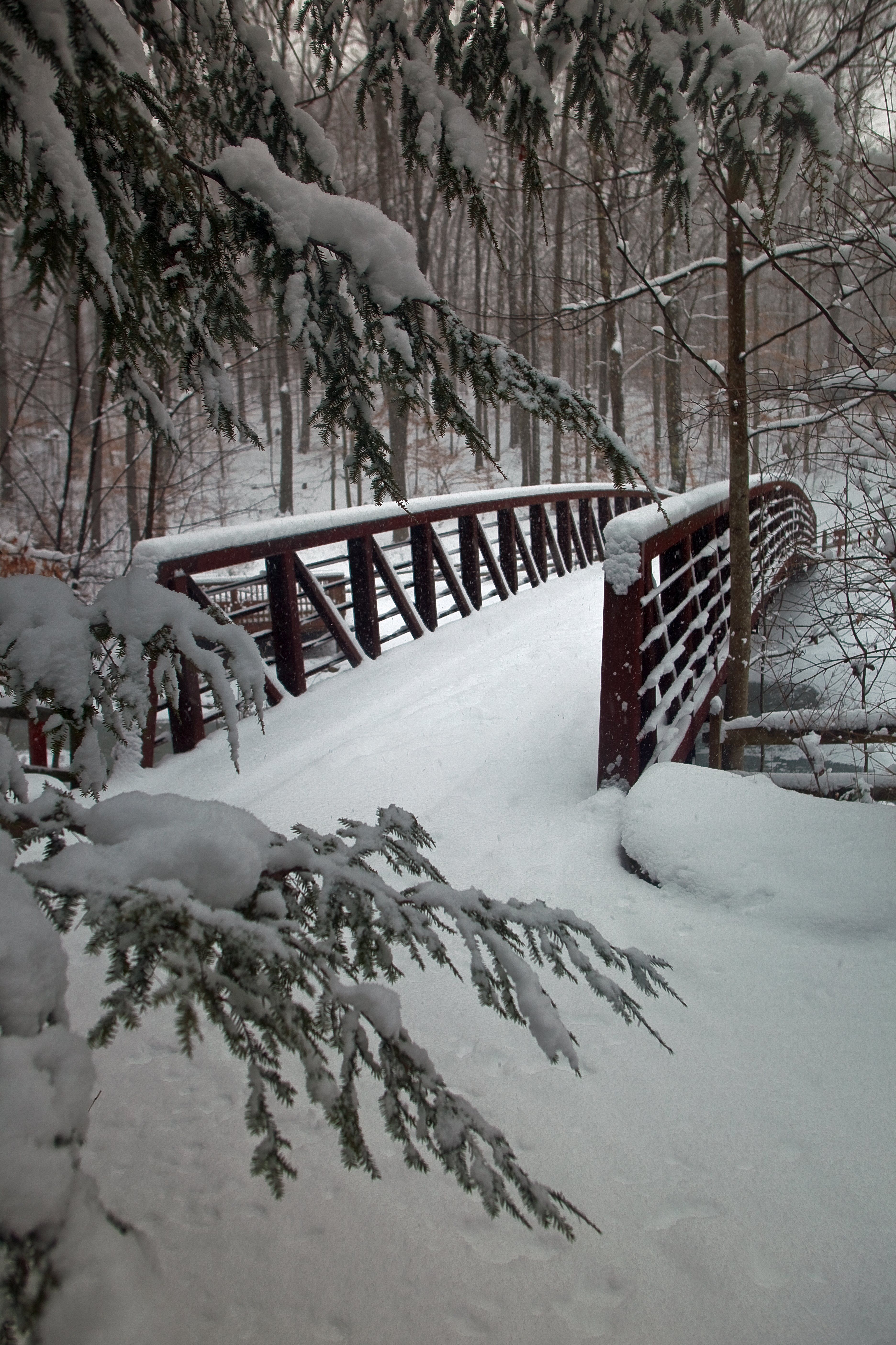 Wildlife Center Bridge Snowy Pine Tree | Photography: Winter ...