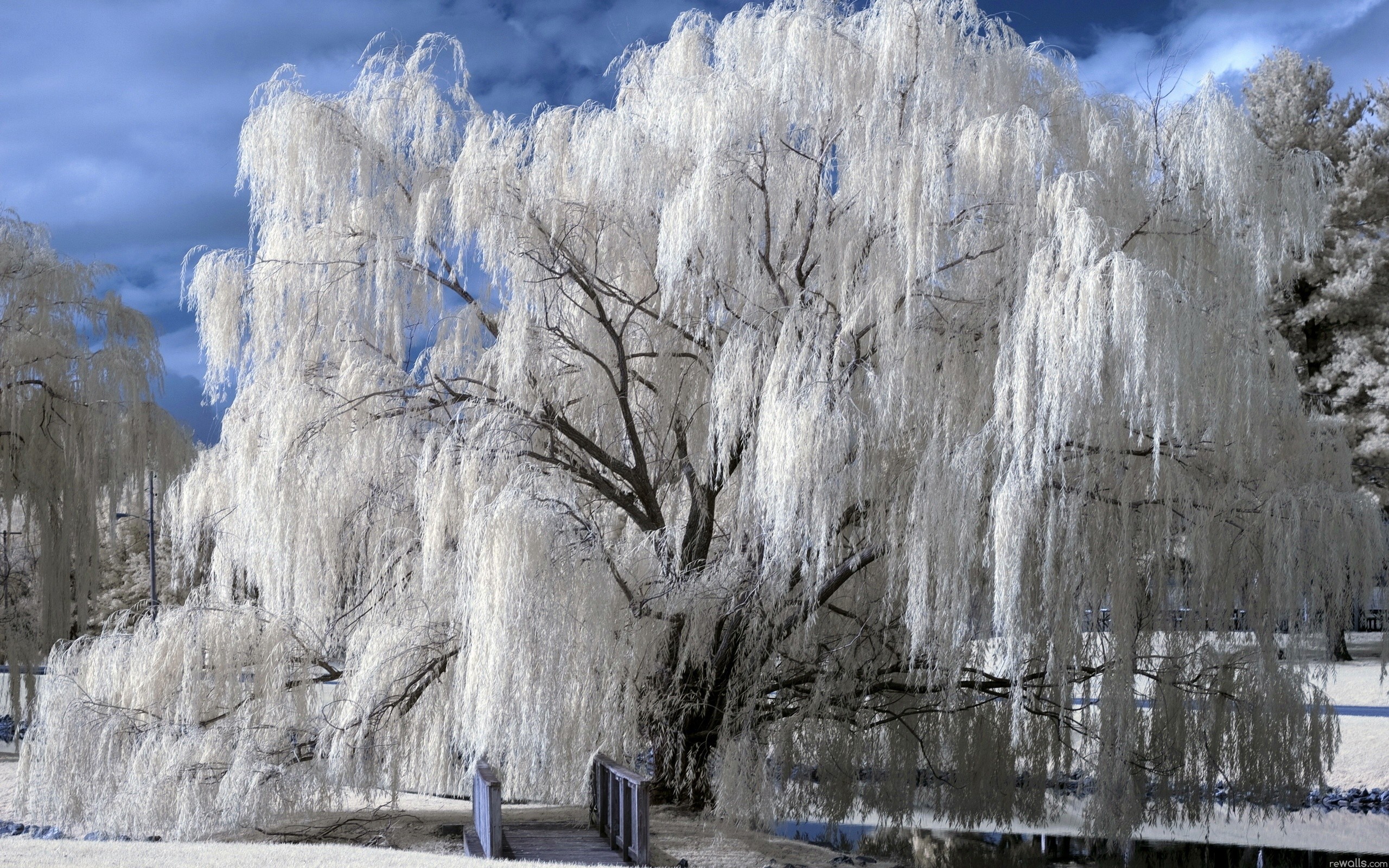 Winter: Bridge Winter Tree Snow Photography Wallpaper Windows 8 for ...
