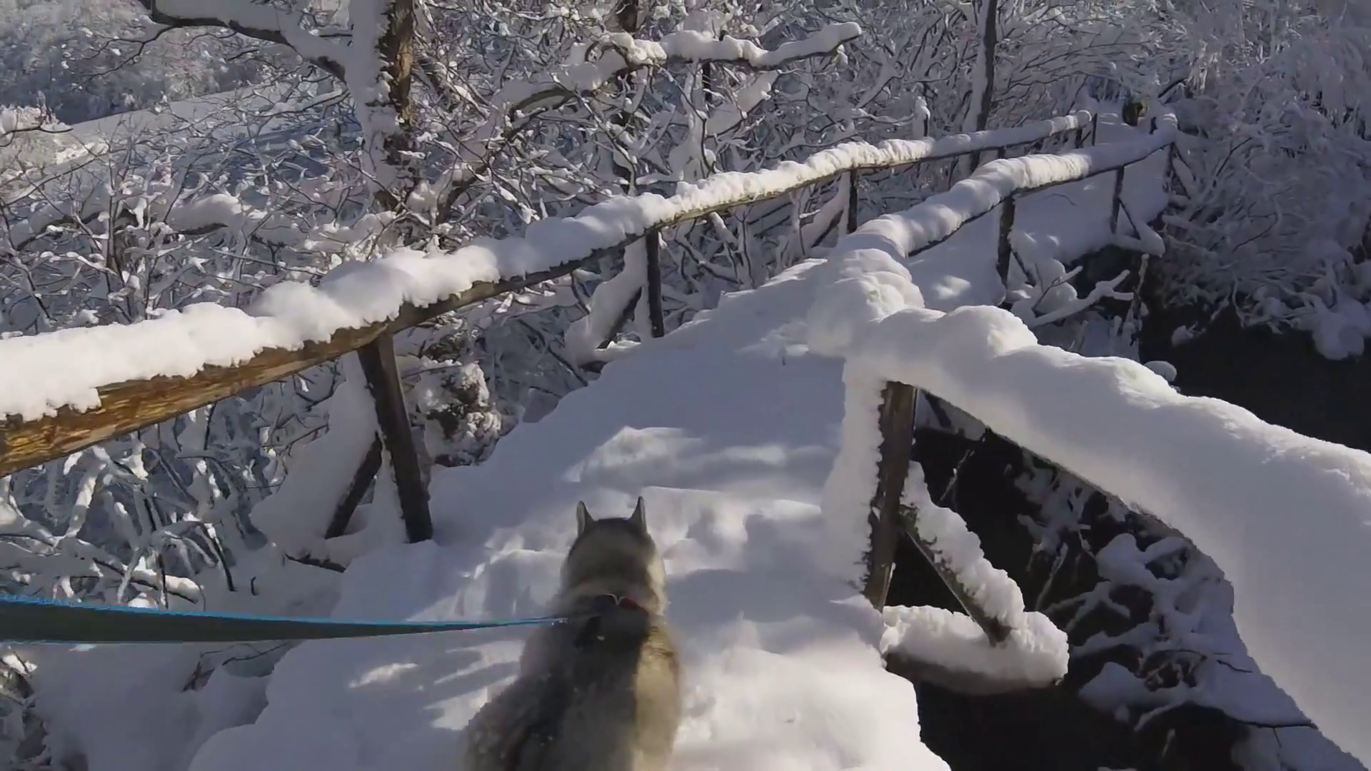 Husky dog running on the snowy winter bridge through the river along ...