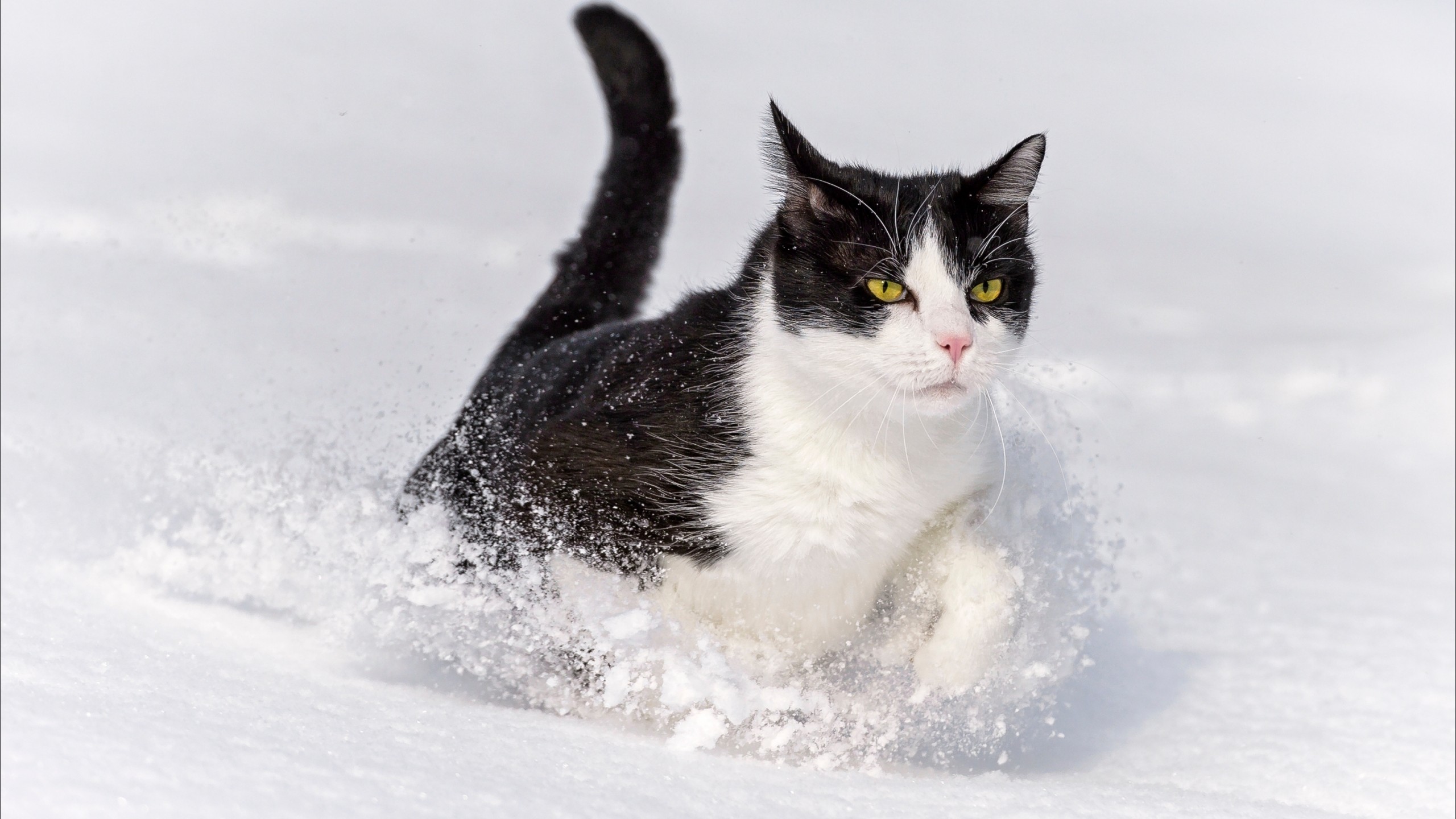 cat, winter, snow, nature :: Wallpapers