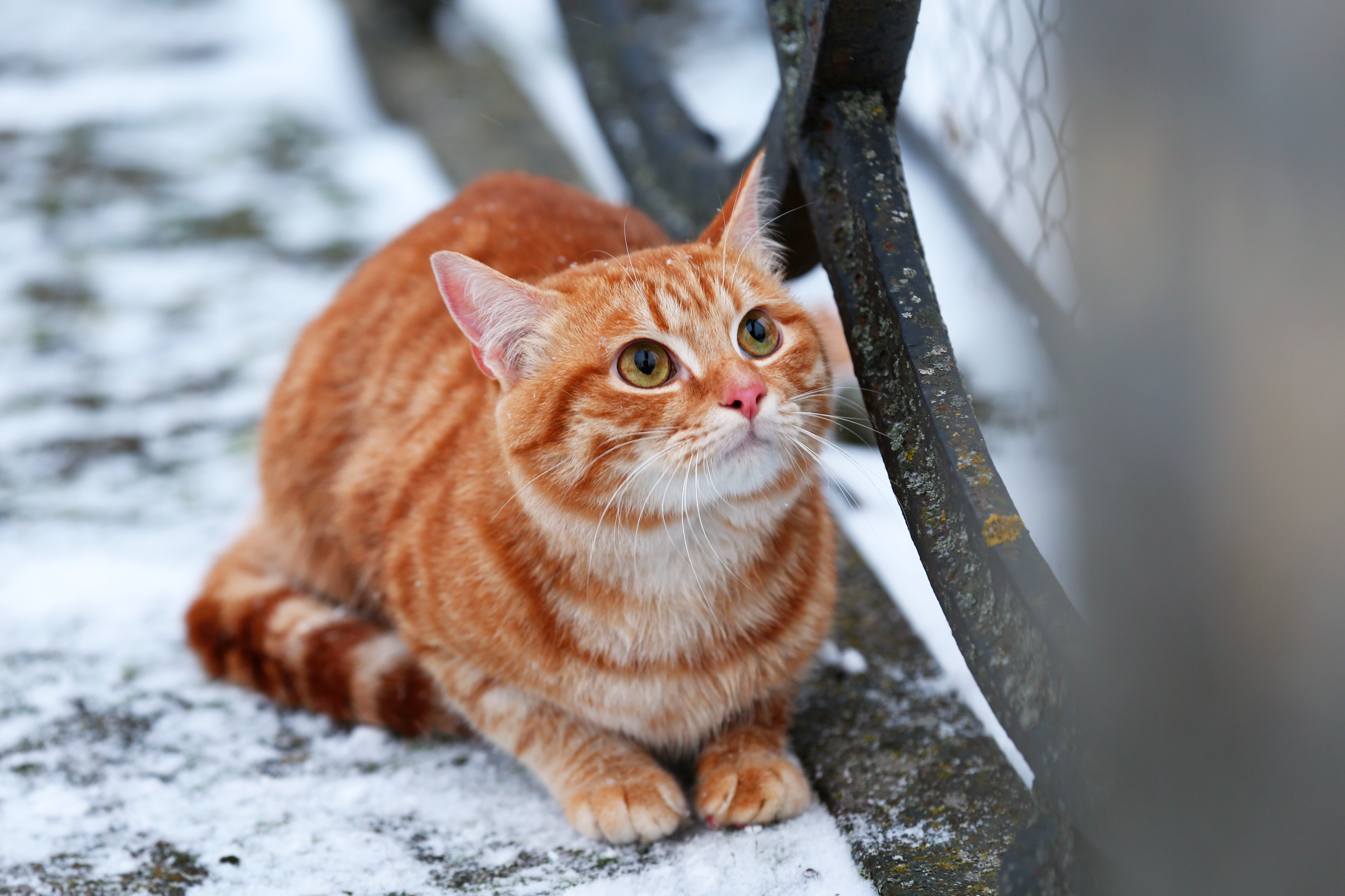 Caring for Cats in Winter - Cat Tales