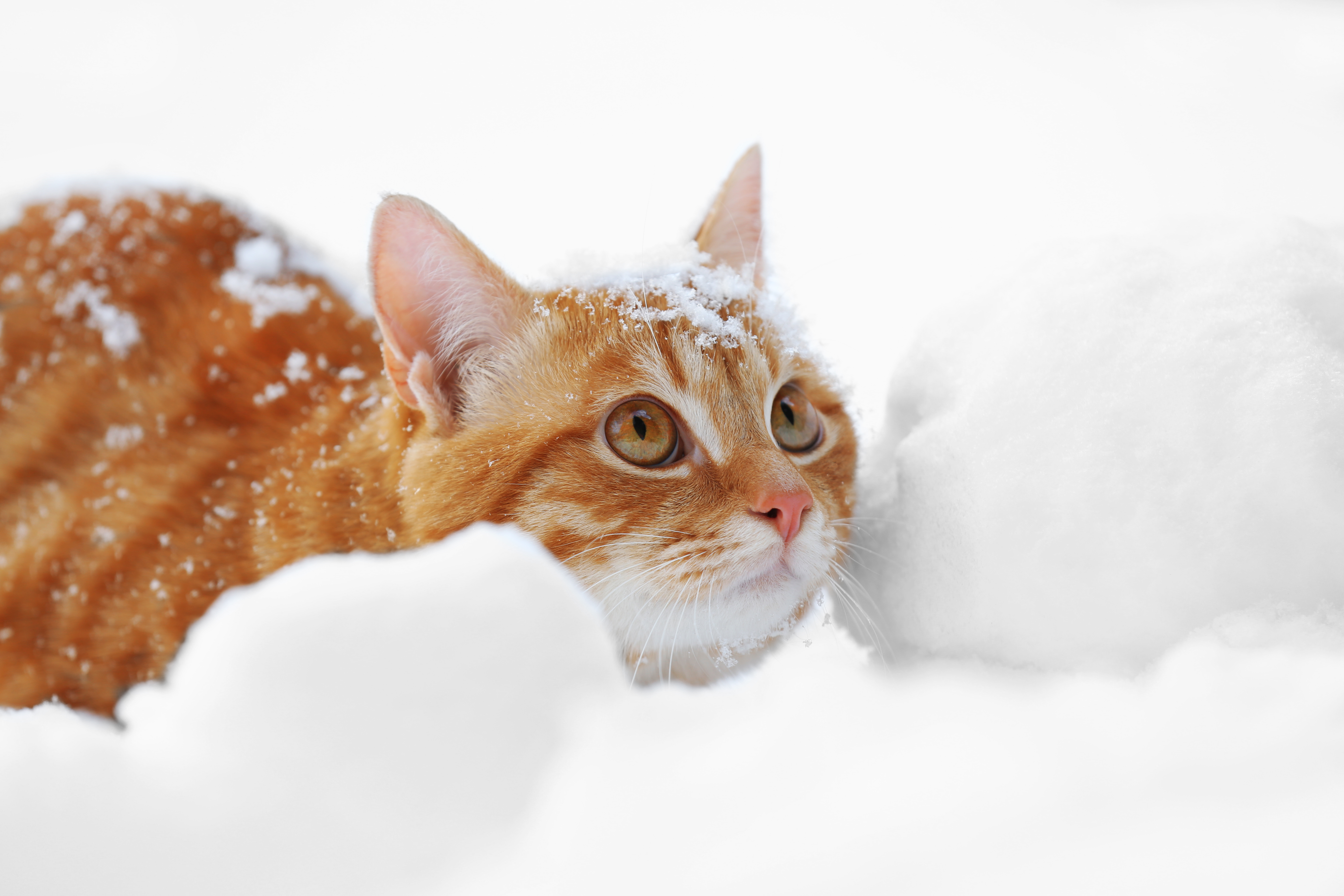 How to Provide Proper Winter Care for Your Outdoor Cat
