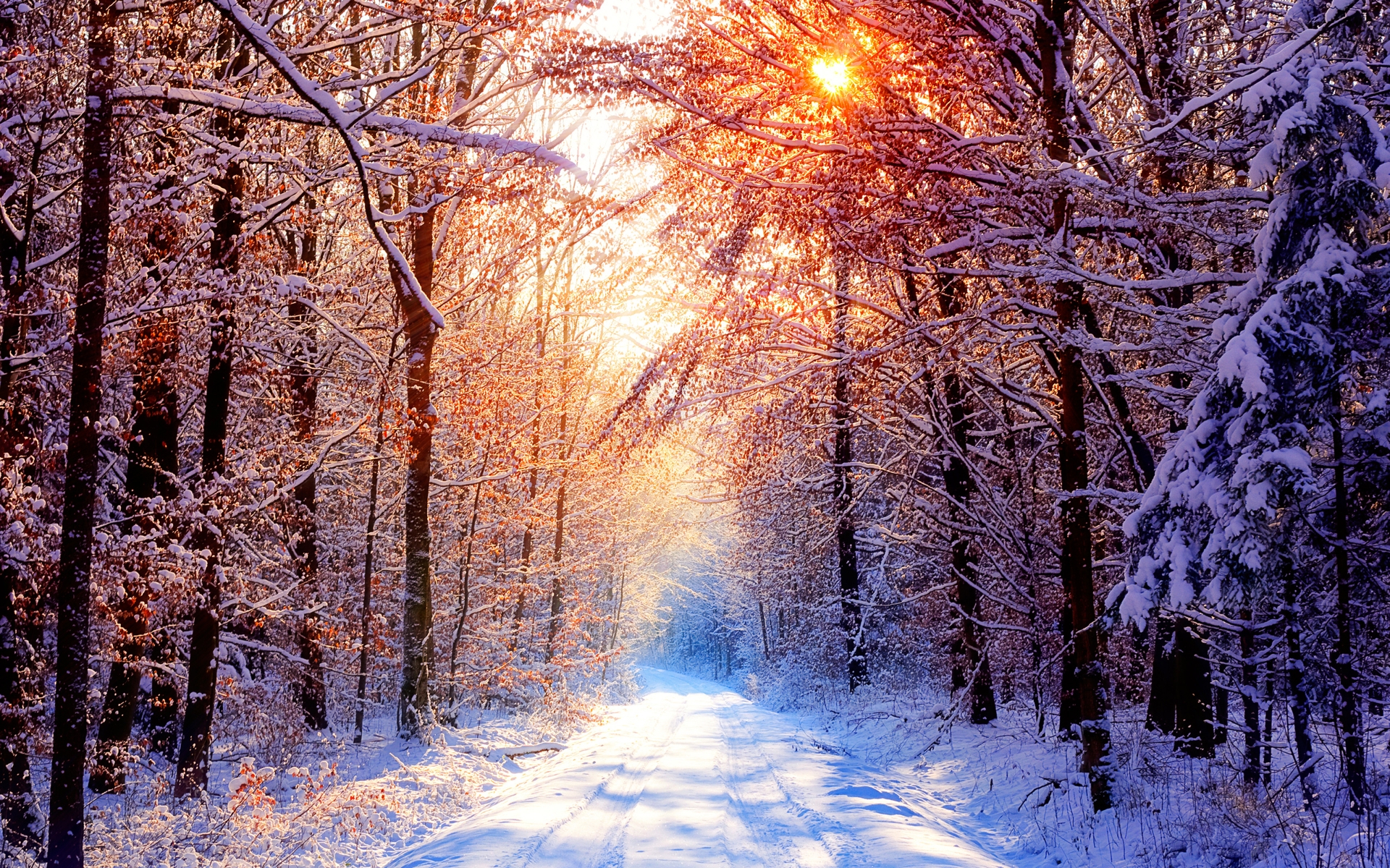 Daily Wallpaper: Snowy Forest Road on a Beautiful Winter Day | I ...