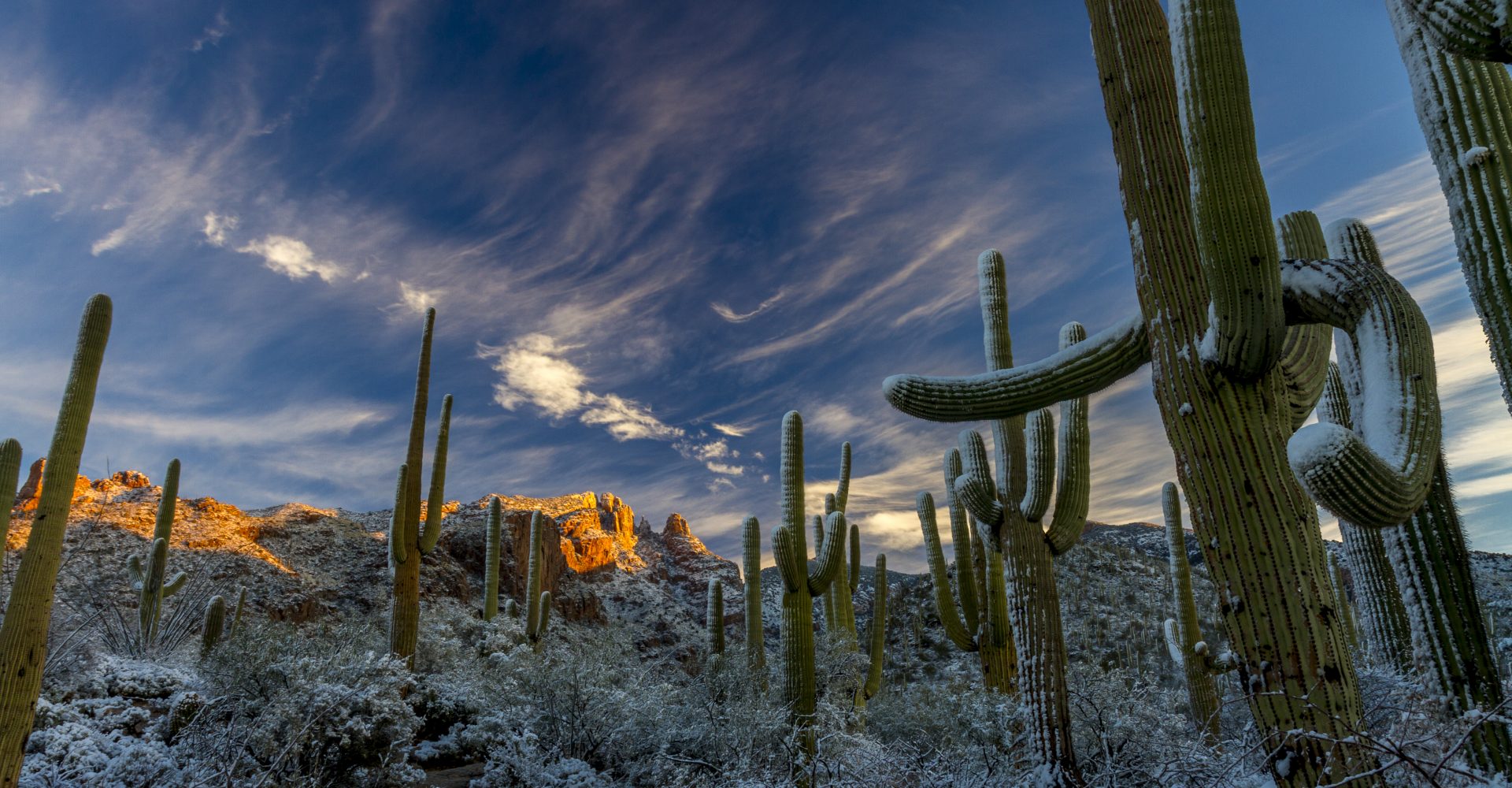 What's happening to winter in the southern Arizona desert? – Stories ...