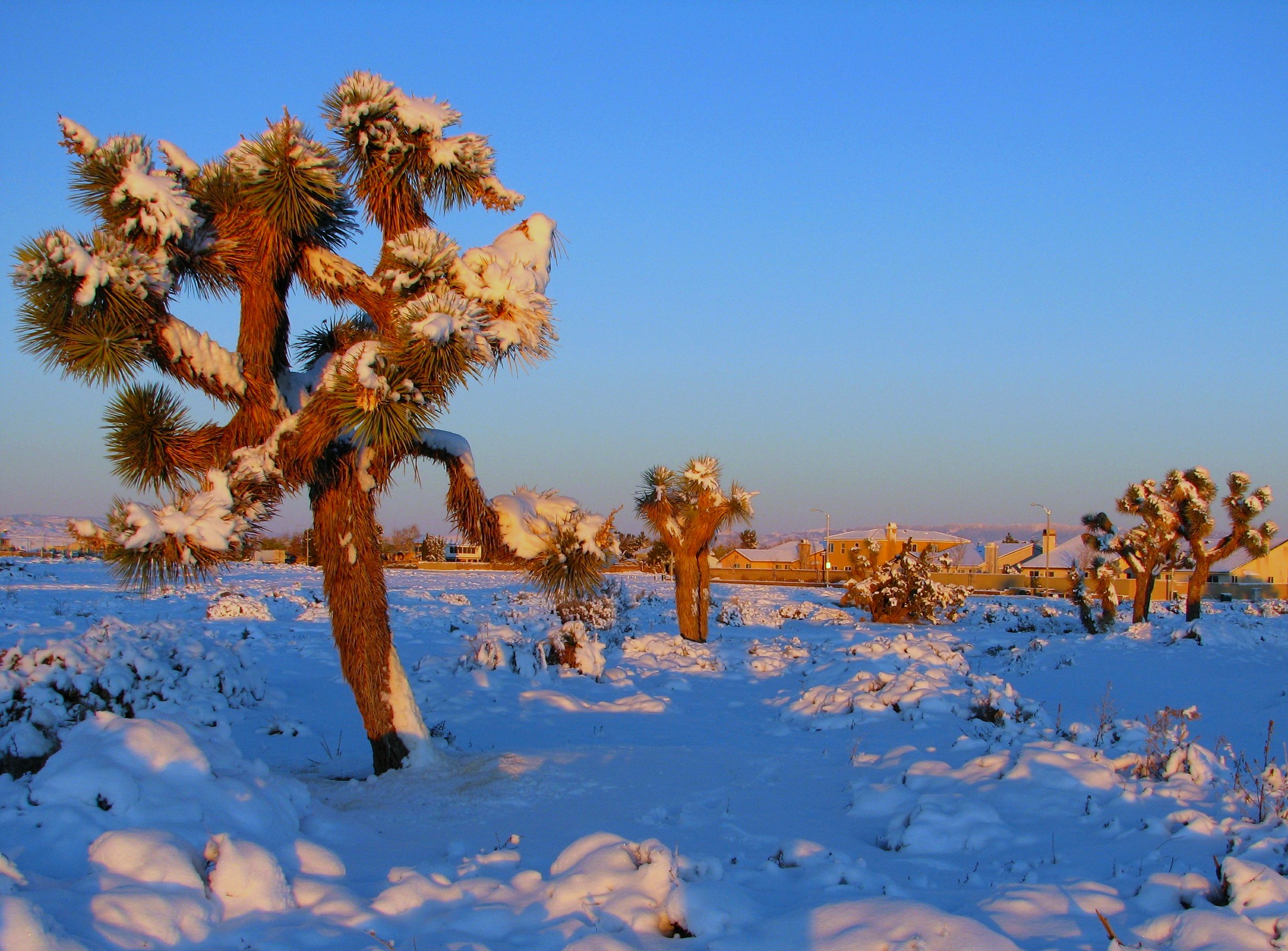 File:The Mojave Desert in Winter (3117873177).jpg - Wikimedia Commons