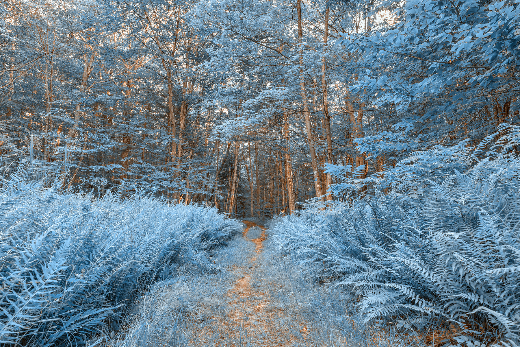 Winter Fern Trail - HDR, Pretty, Shadows, Shadow, Shades, HQ Photo