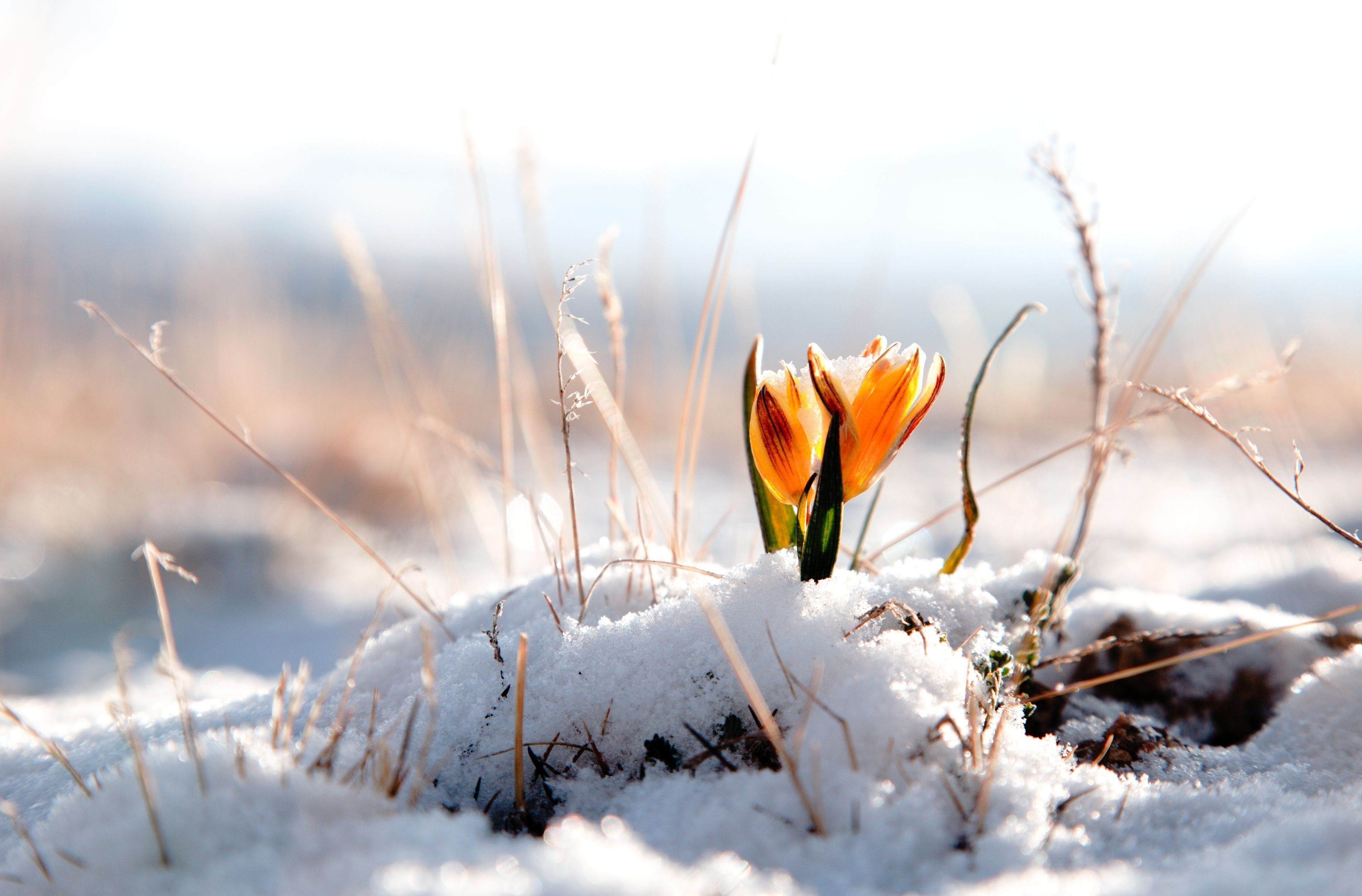 Flowers: Snow Winter Flower Hd Desktop Nature Images for HD 16:9 ...