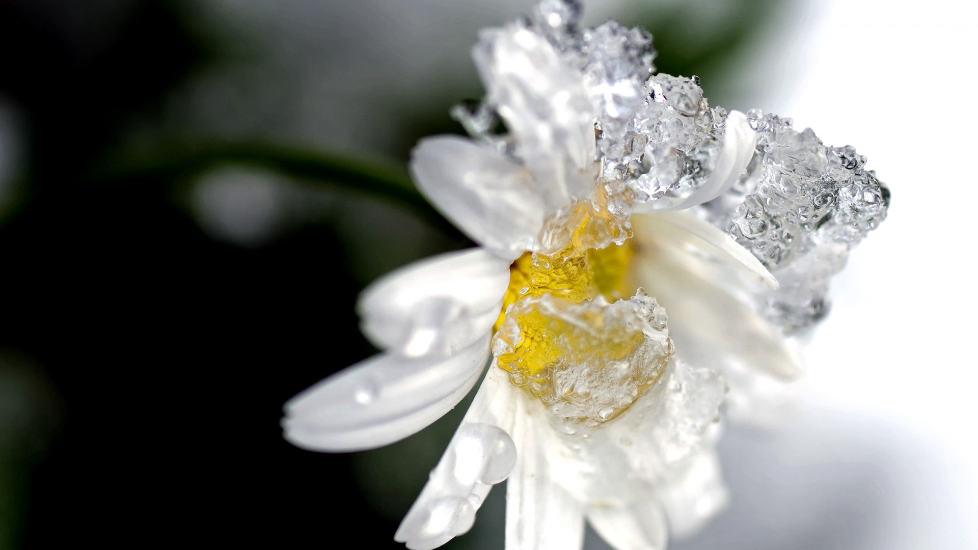 Winter Flower Pictures - Wallpaper, High Definition, High Quality ...