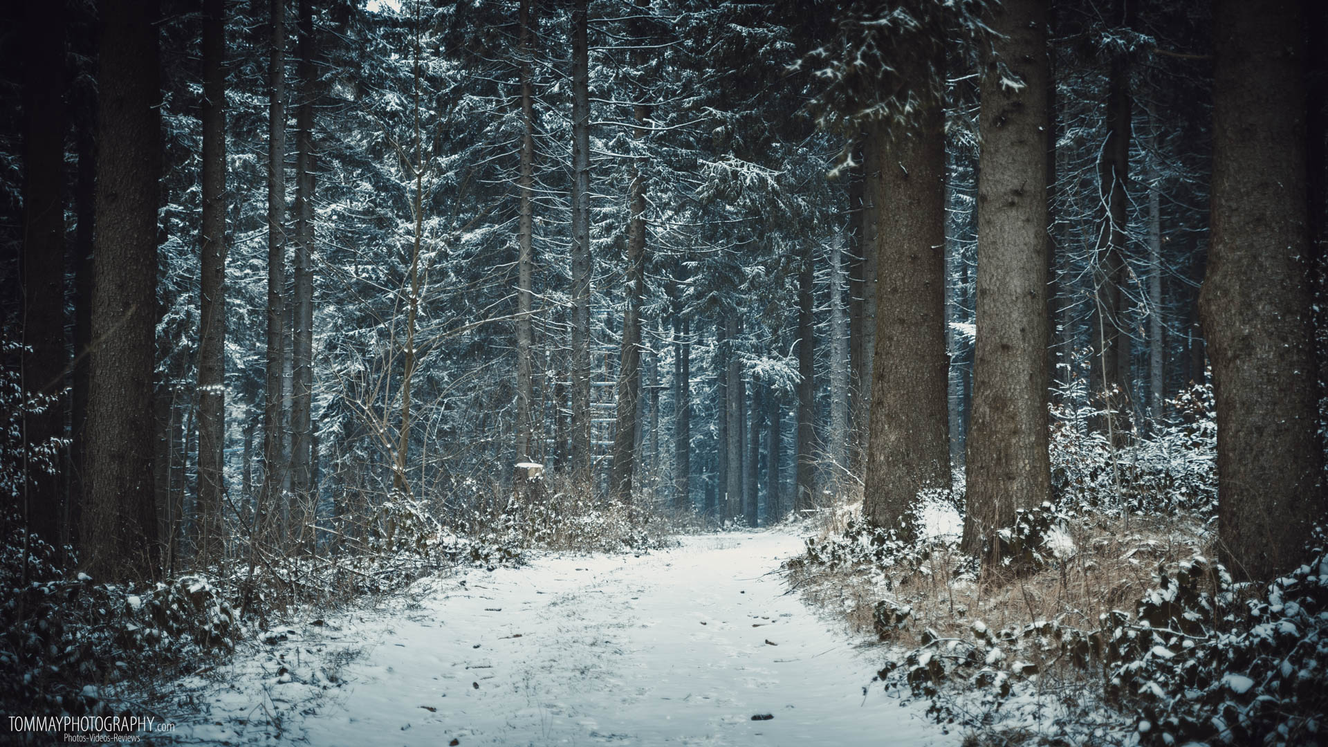 Winter Forest (11) – TOM MAY