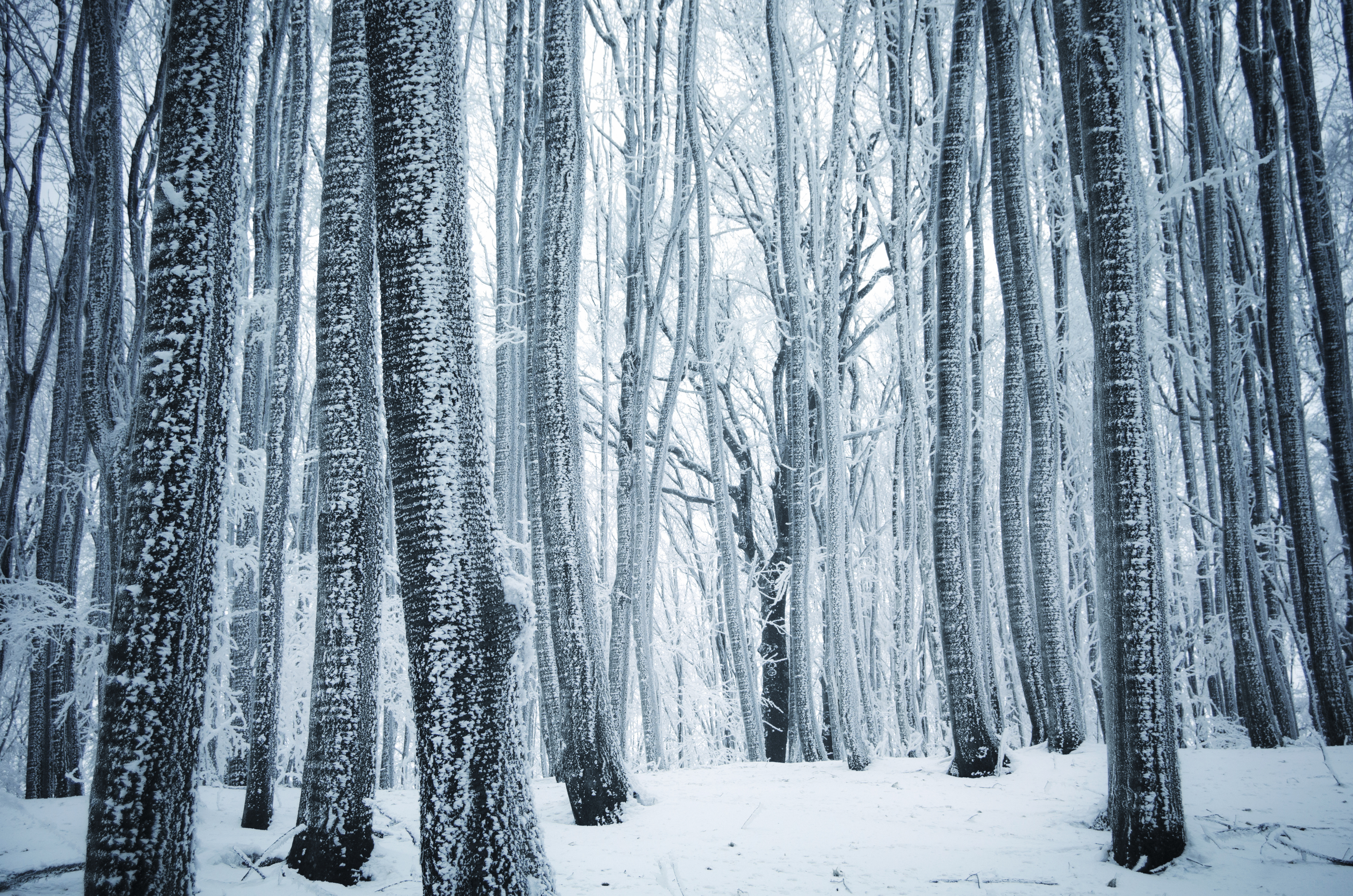 Winter Forest 4k Ultra HD Wallpaper and Background Image | 4928x3264 ...