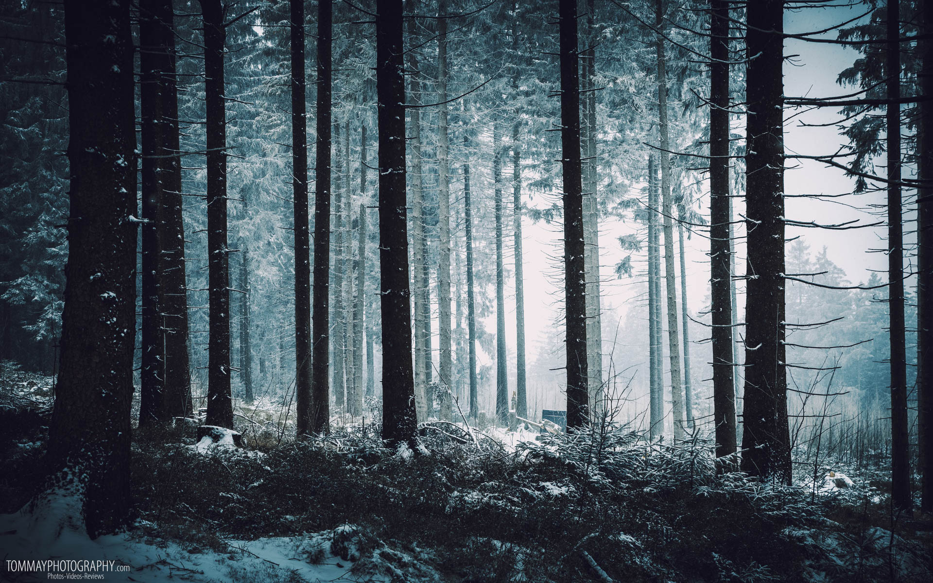 Winter Forest (25) | Background Images | Pinterest