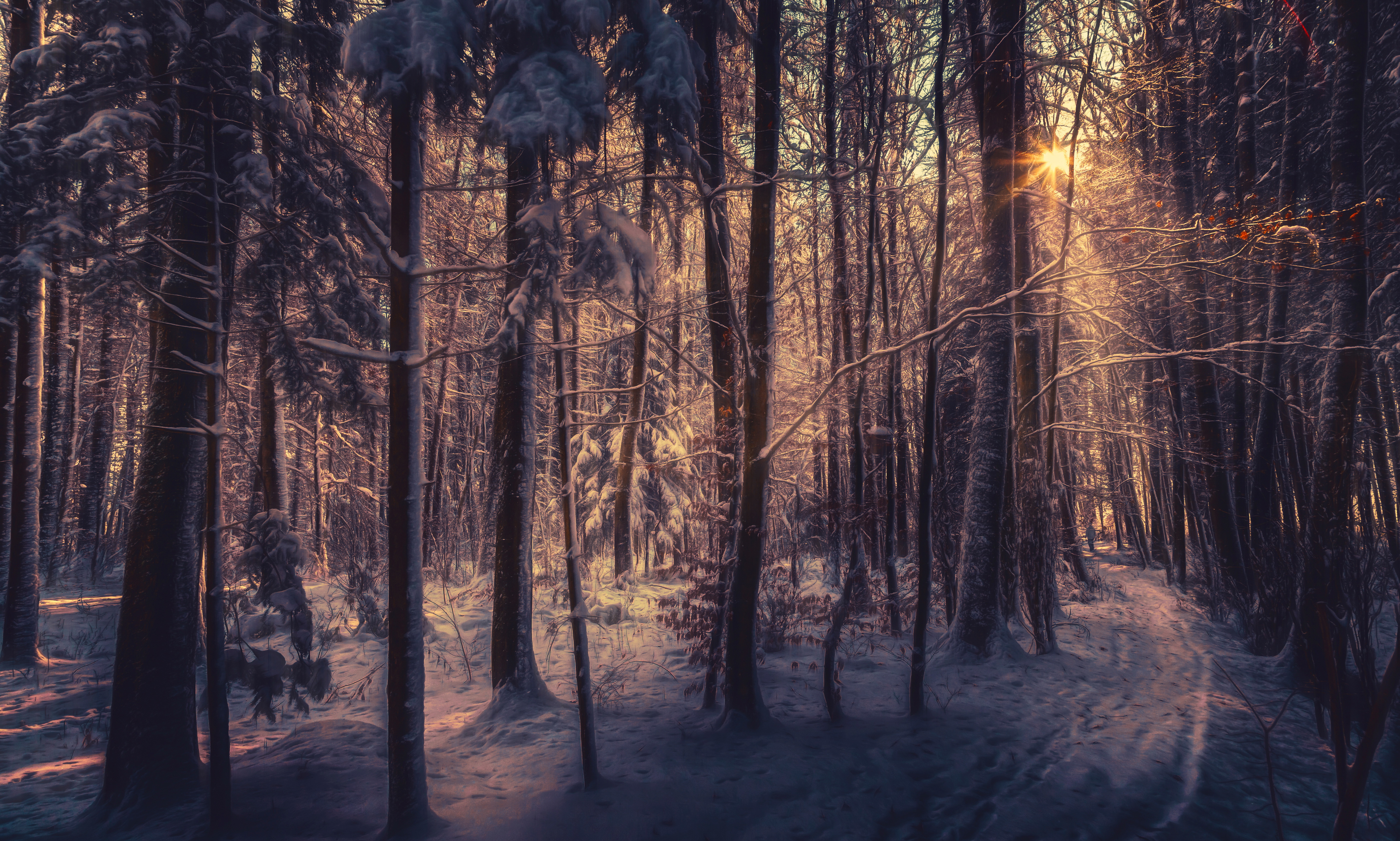 Fairy winter forest / 5598 x 3363 / Forest / Photography | MIRIADNA.COM