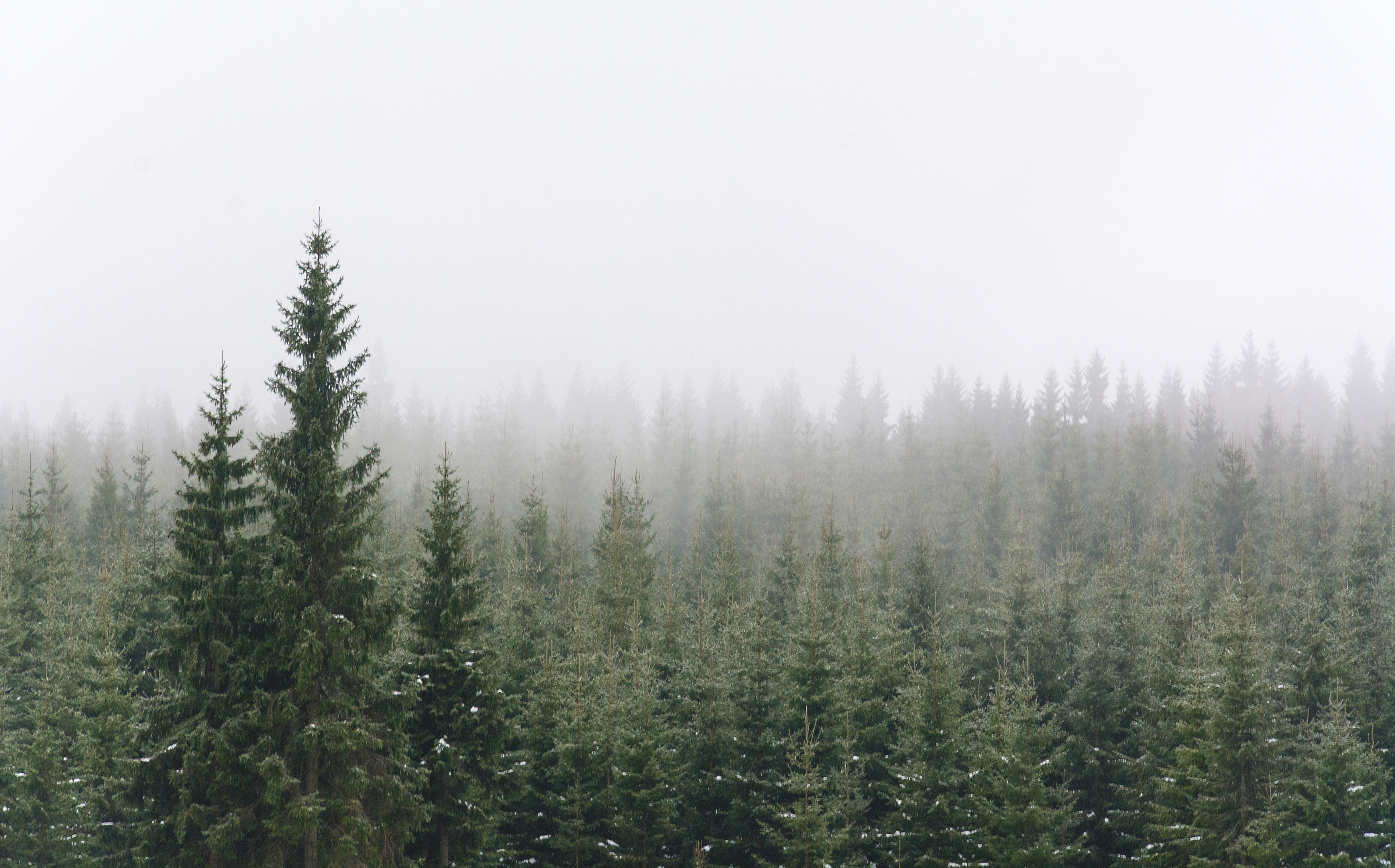 Free Image: Winter Forest | Libreshot Public Domain Photos