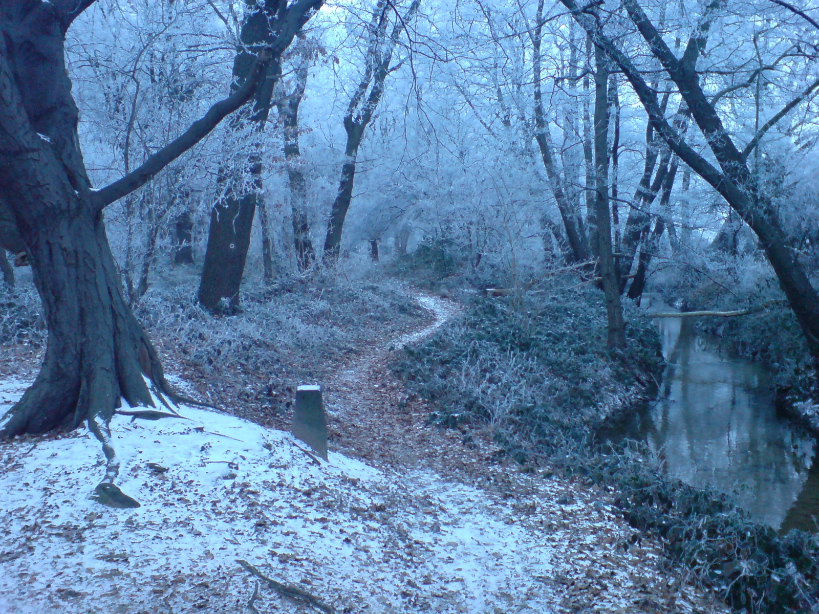 File:Winter Forest Near Erzhausen II.jpg - Wikimedia Commons