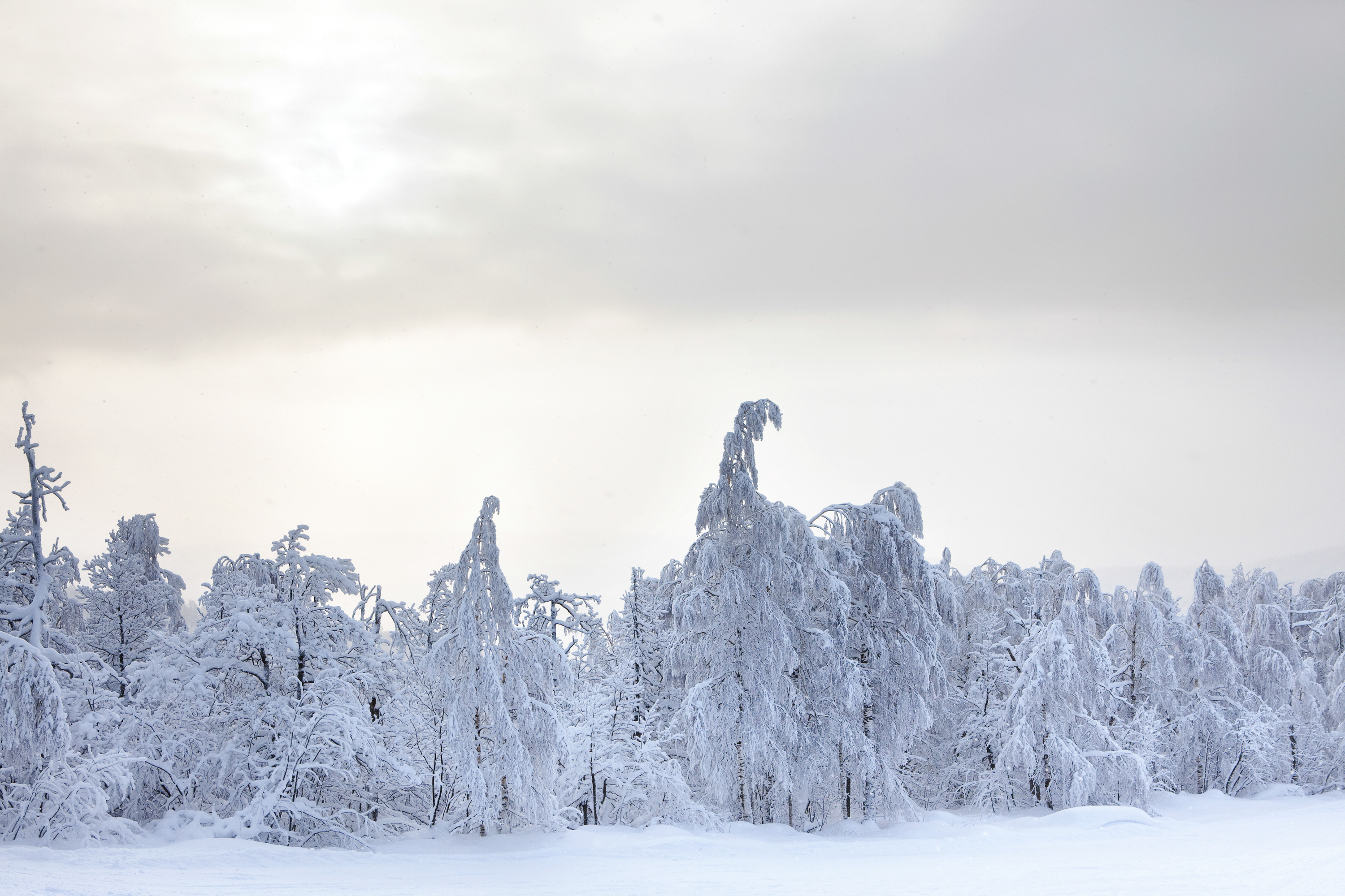 winter forest, Year, Snowy, Ray, Rime, HQ Photo