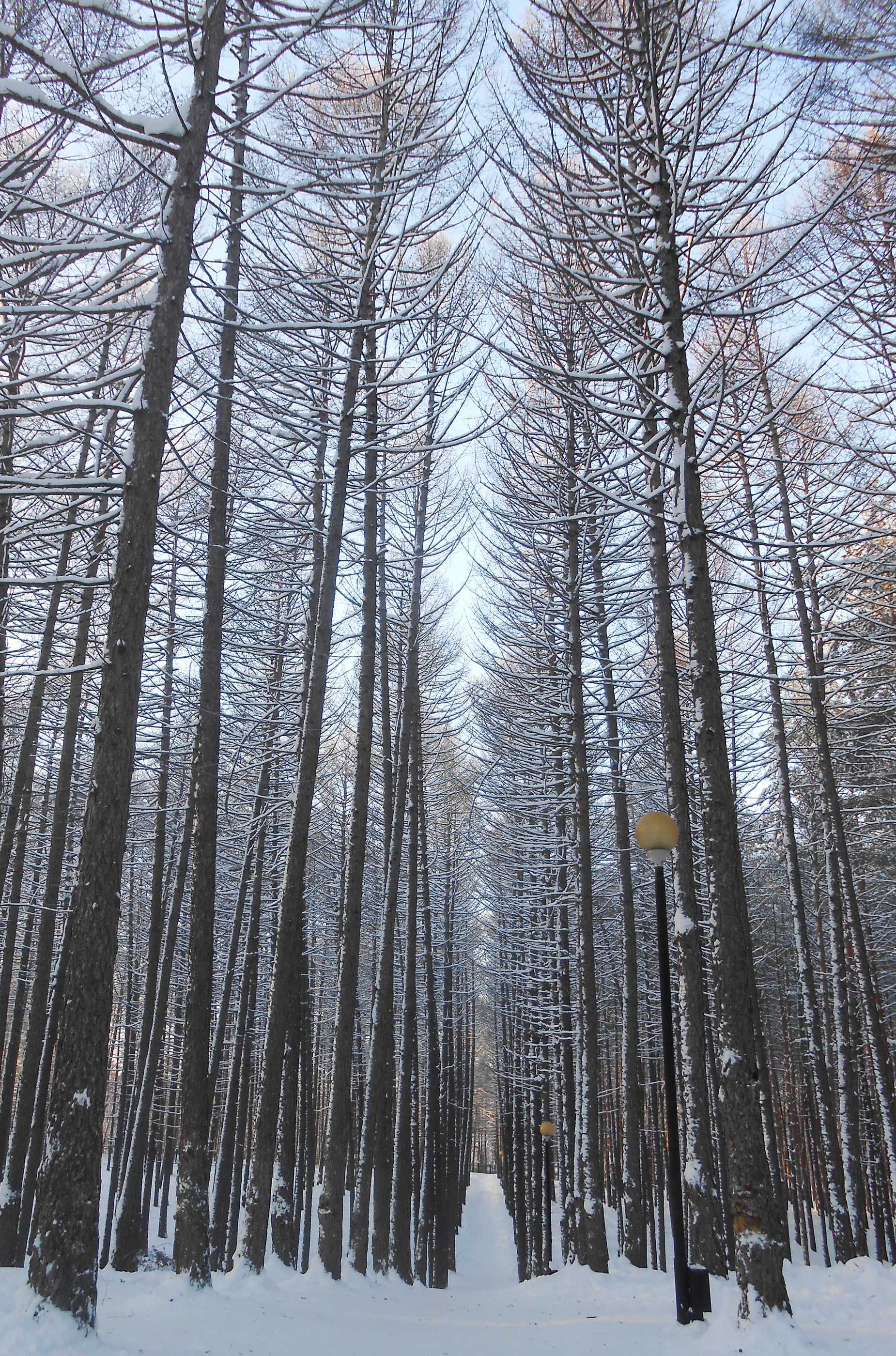 Winter forest photo
