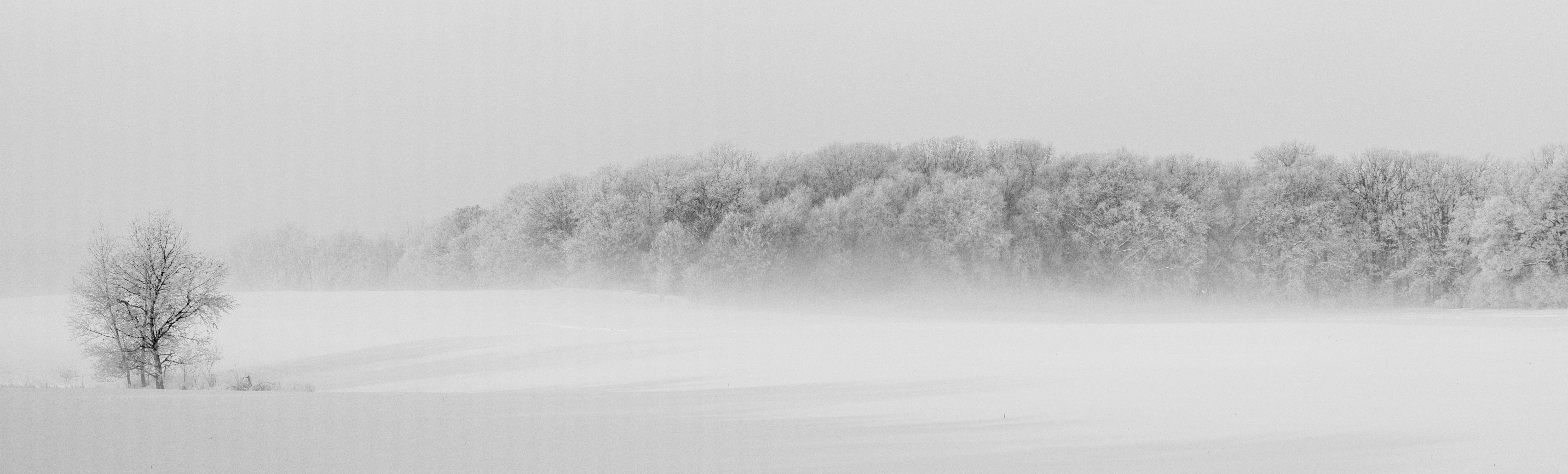 Winter forest illustration photo