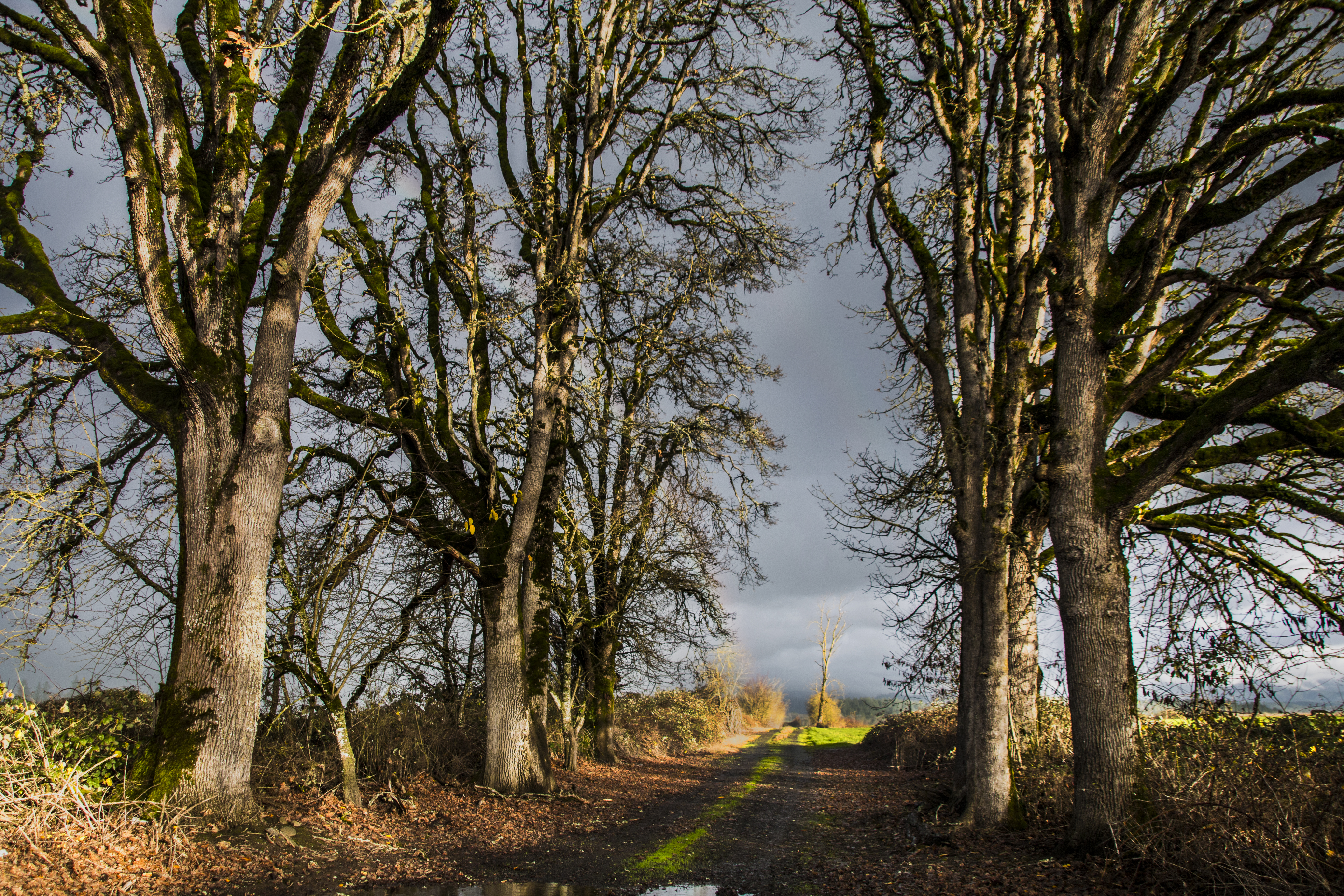 Winter in the Willamette Valley, Oregon, Field, Forest, Grass, Landscape, HQ Photo