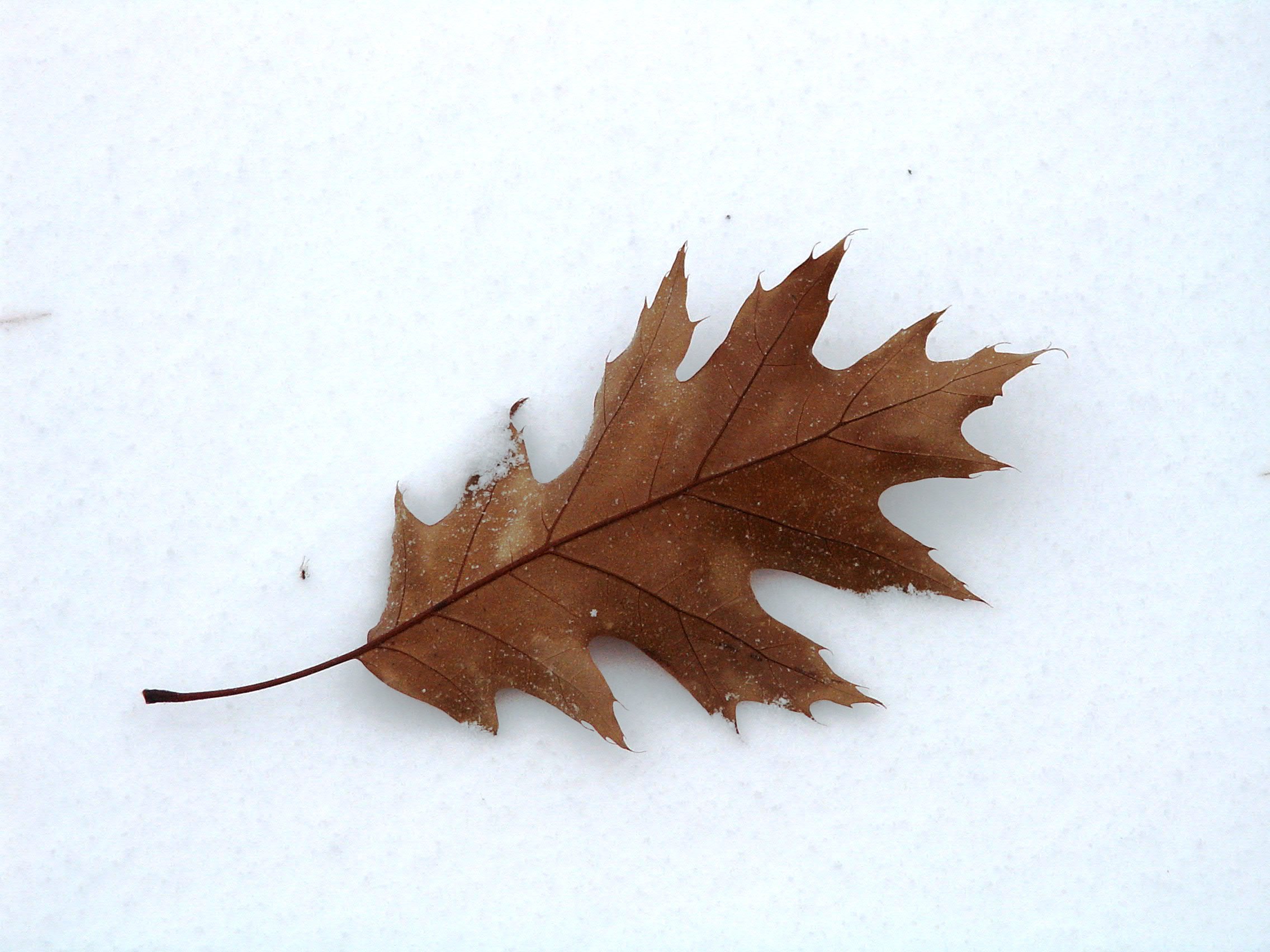 Free photo: Winter Leaf - Fall, Fallen, Frozen - Free Download - Jooinn