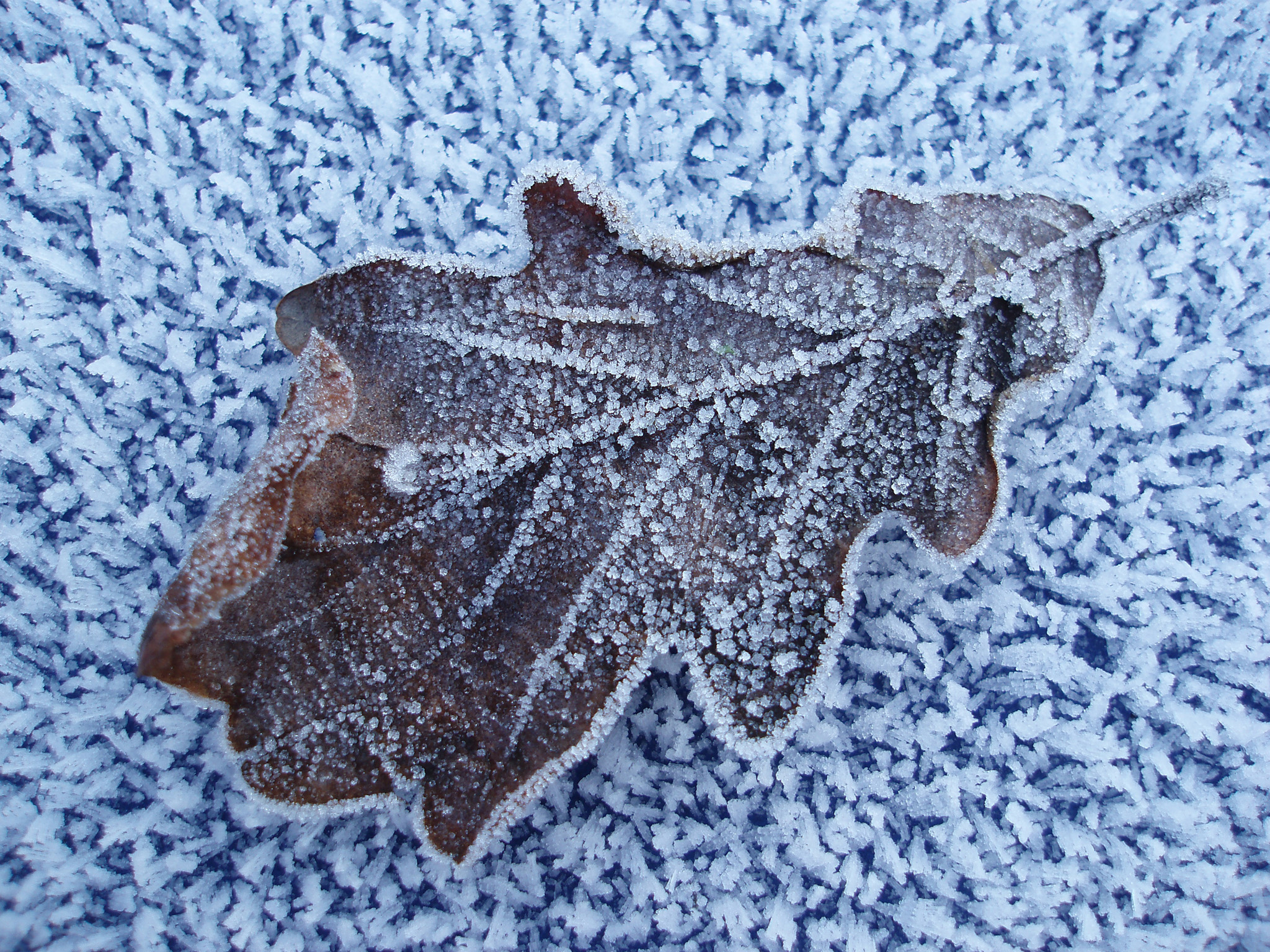 Free image of oak leaf