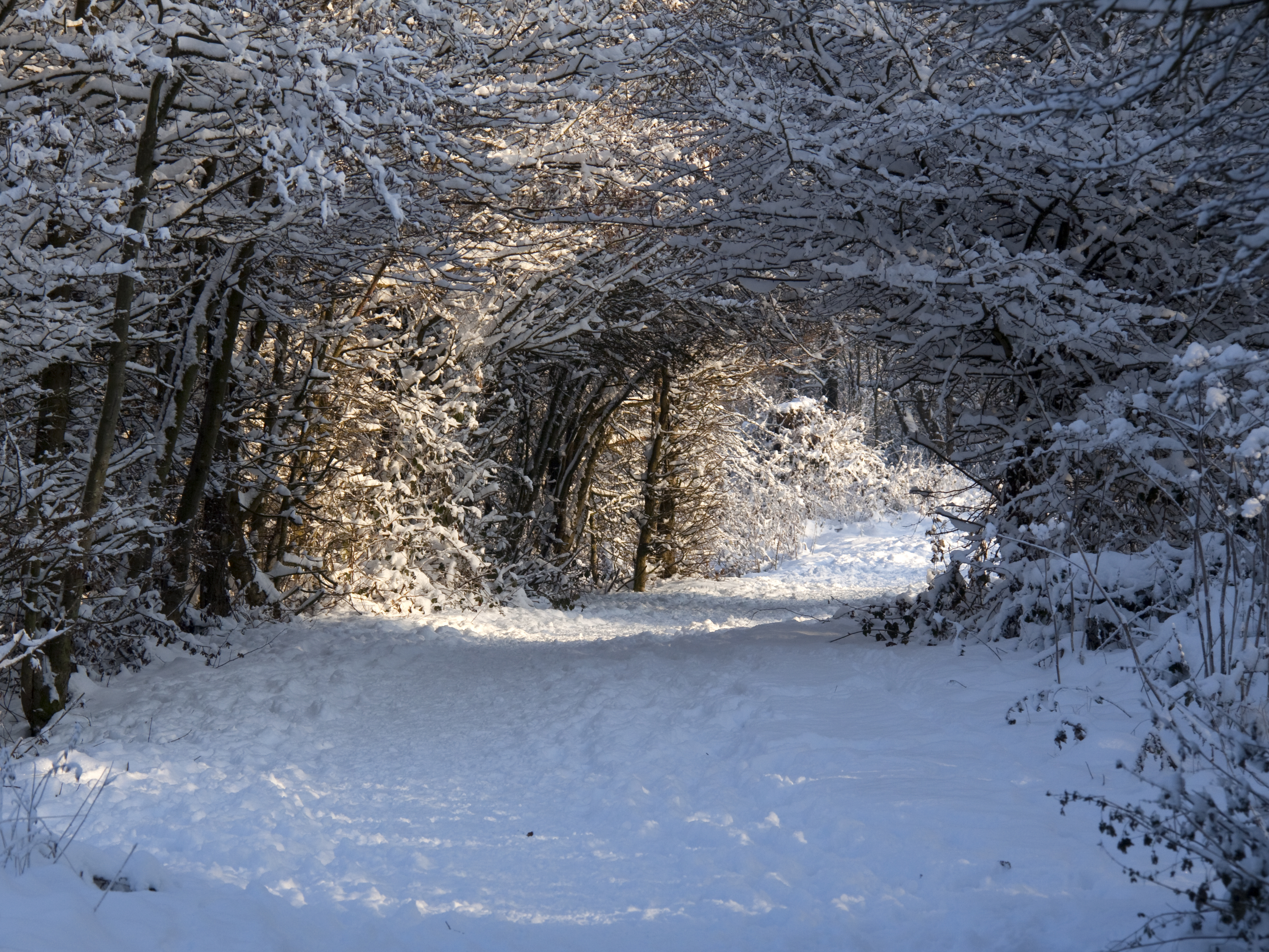 File:Winter Path (5274594404).jpg - Wikimedia Commons