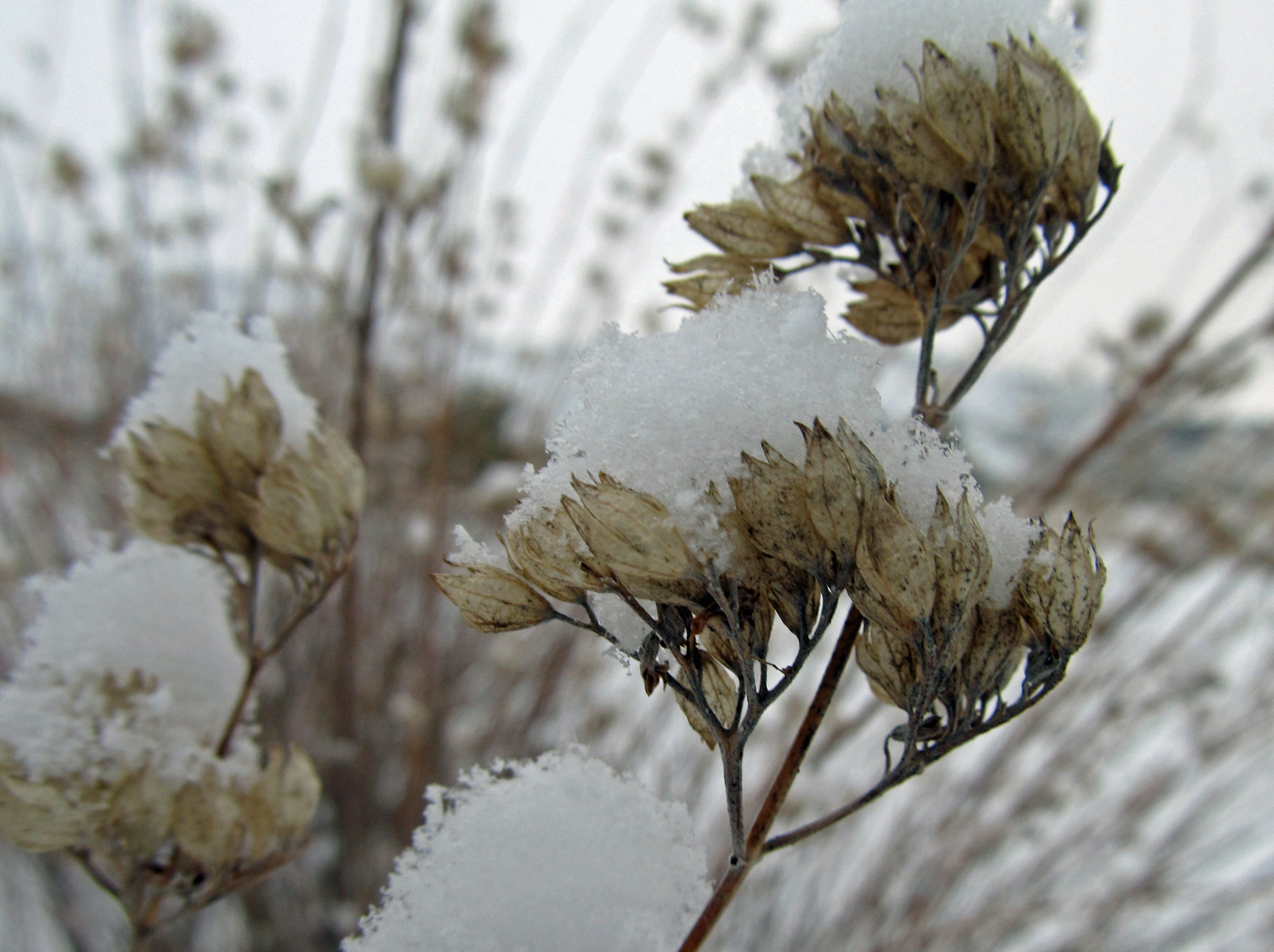 winter interest – awkward botany
