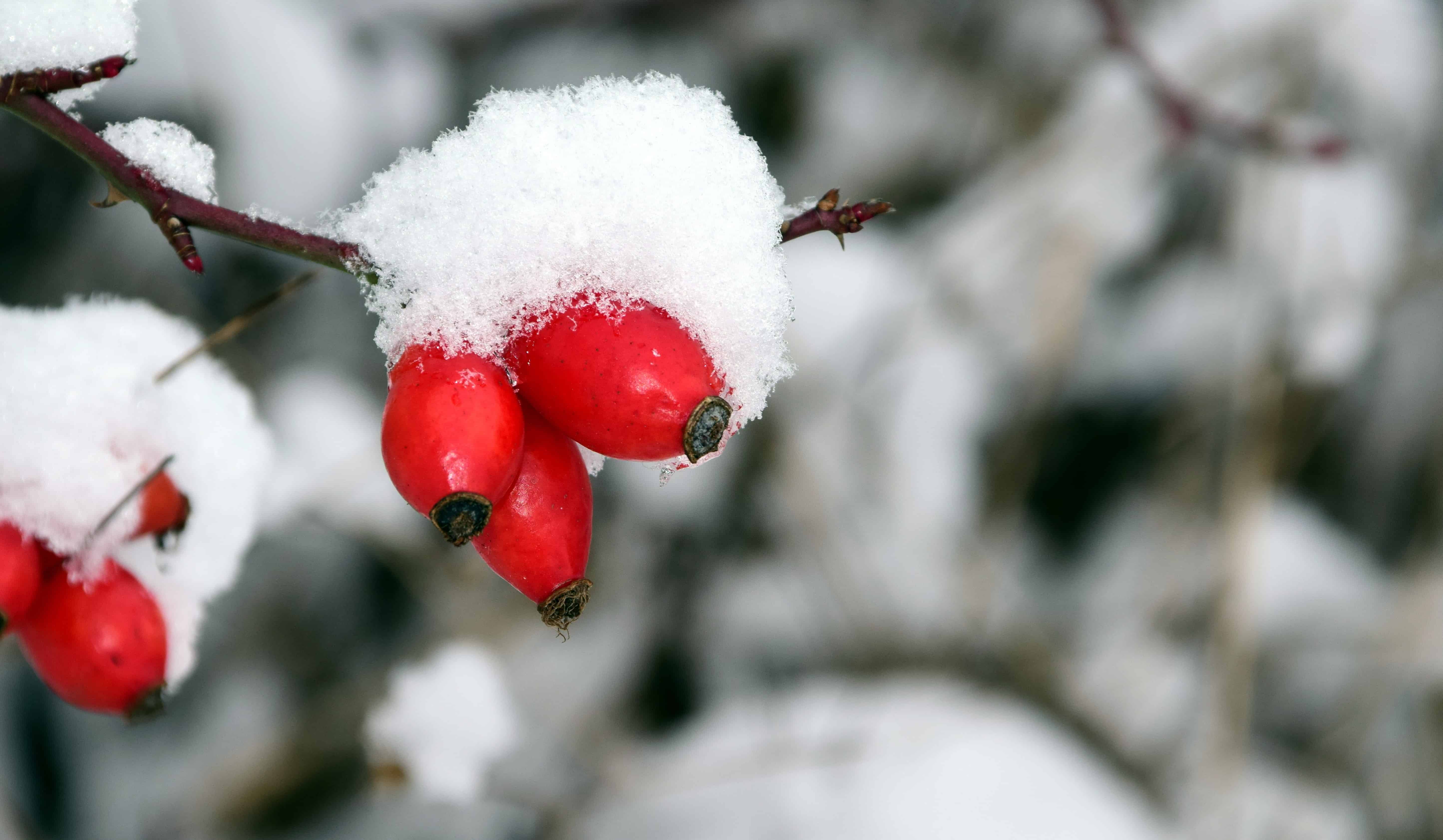 Free picture: rose hip, nature, tree, winter, snow, cold, plant, branch