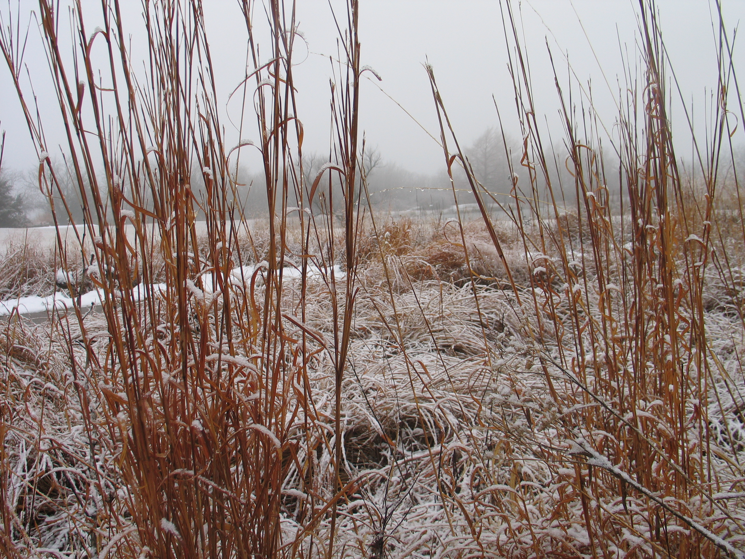 Why Do Plants Go Dormant in the Winter? - Dyck Arboretum