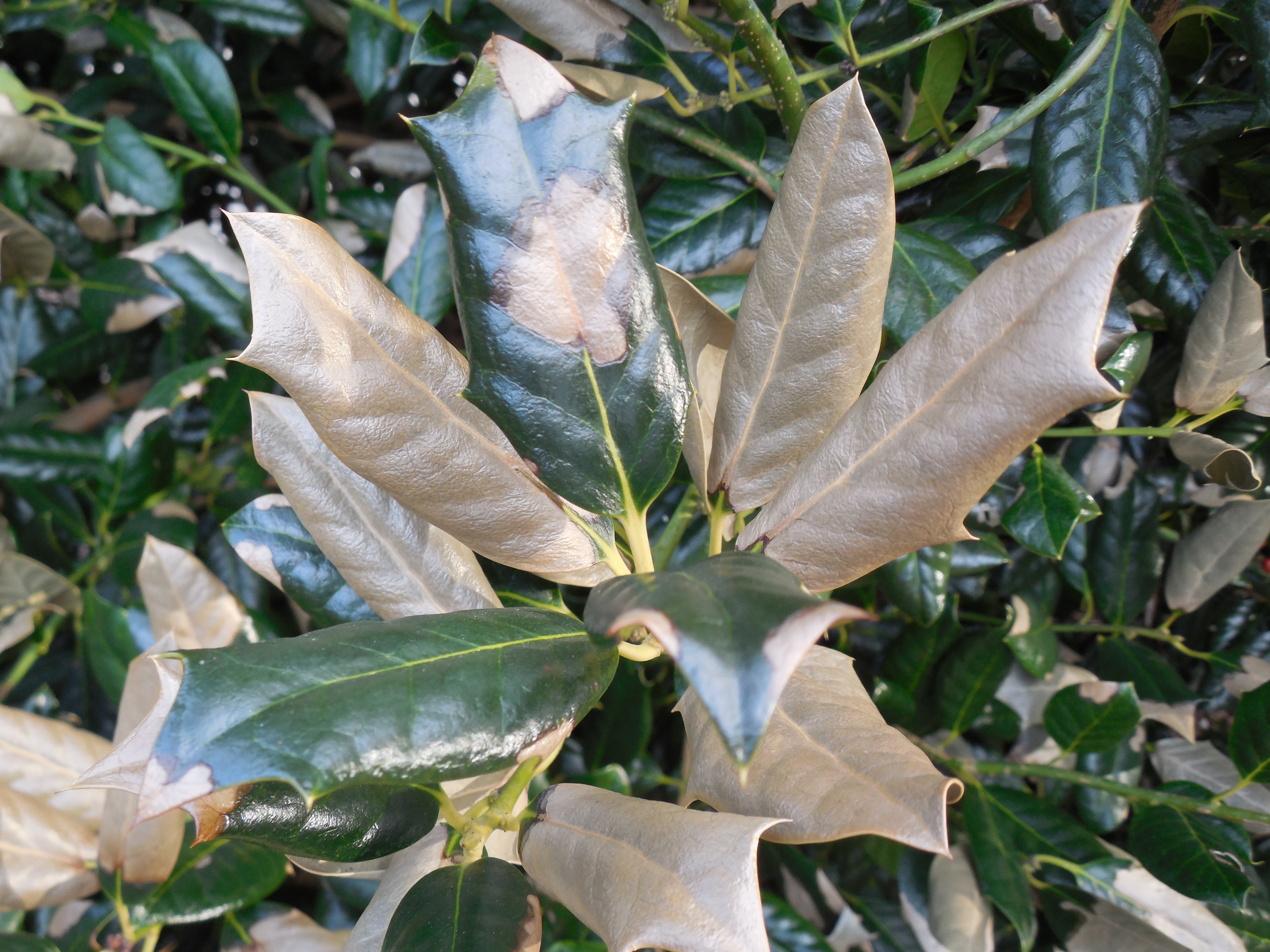 Plant Disease Update | Winter Desiccation on Evergreens | PPWS ...