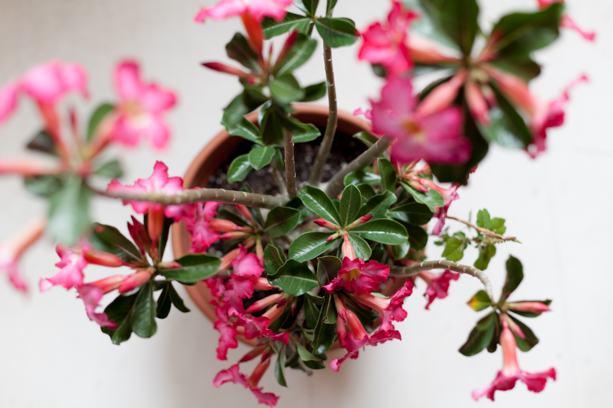 10 Great Indoor Plants to Keep You Company this Winter