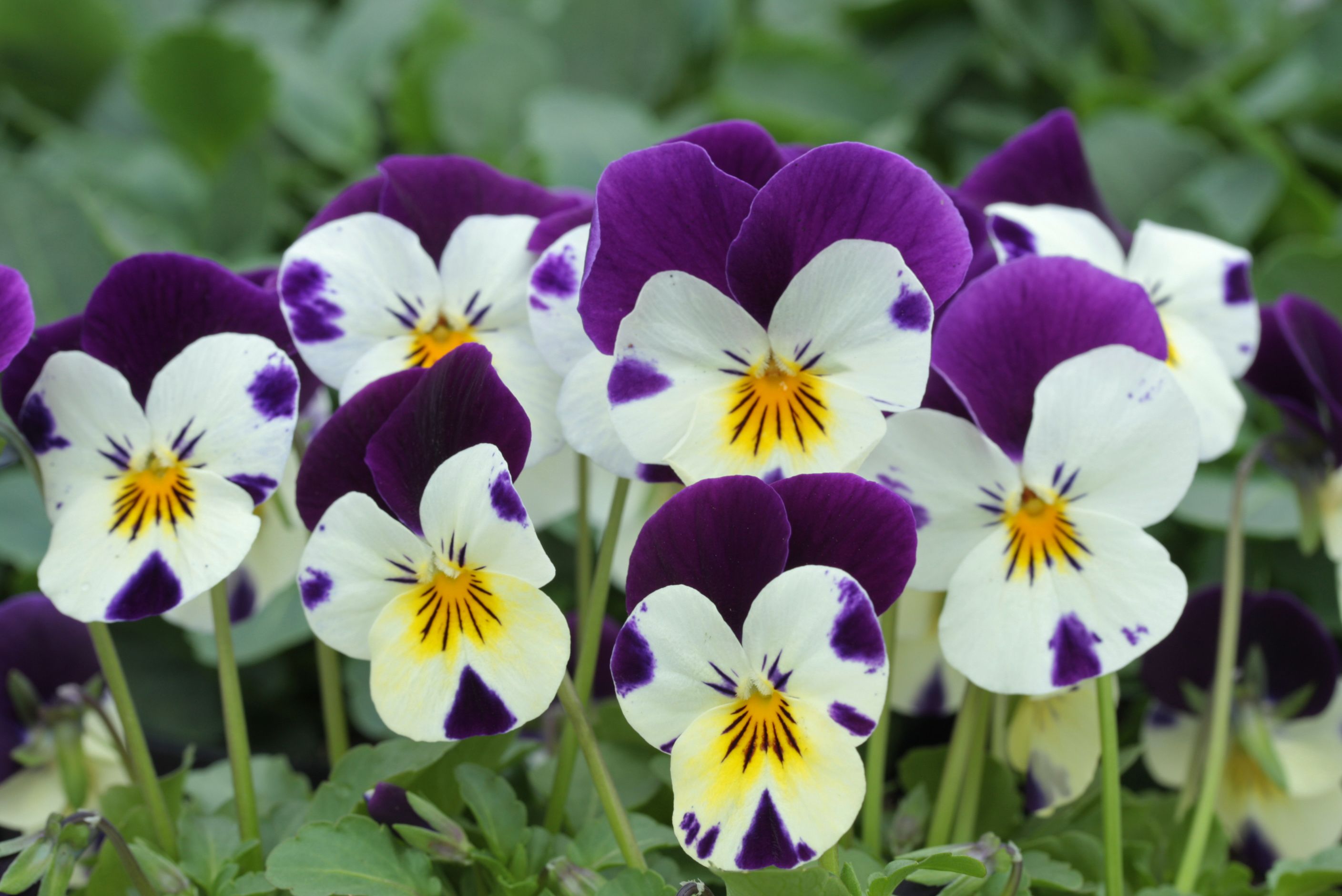 The 21 best plants and flowers for winter garden colour | Flowering ...