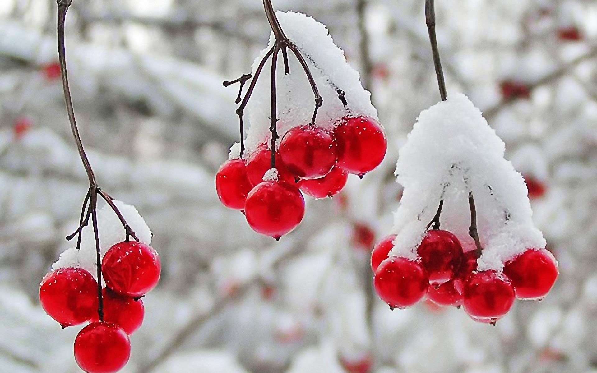 Plants: Berries Red Cranberry Fruits Winter First Nature Snow ...