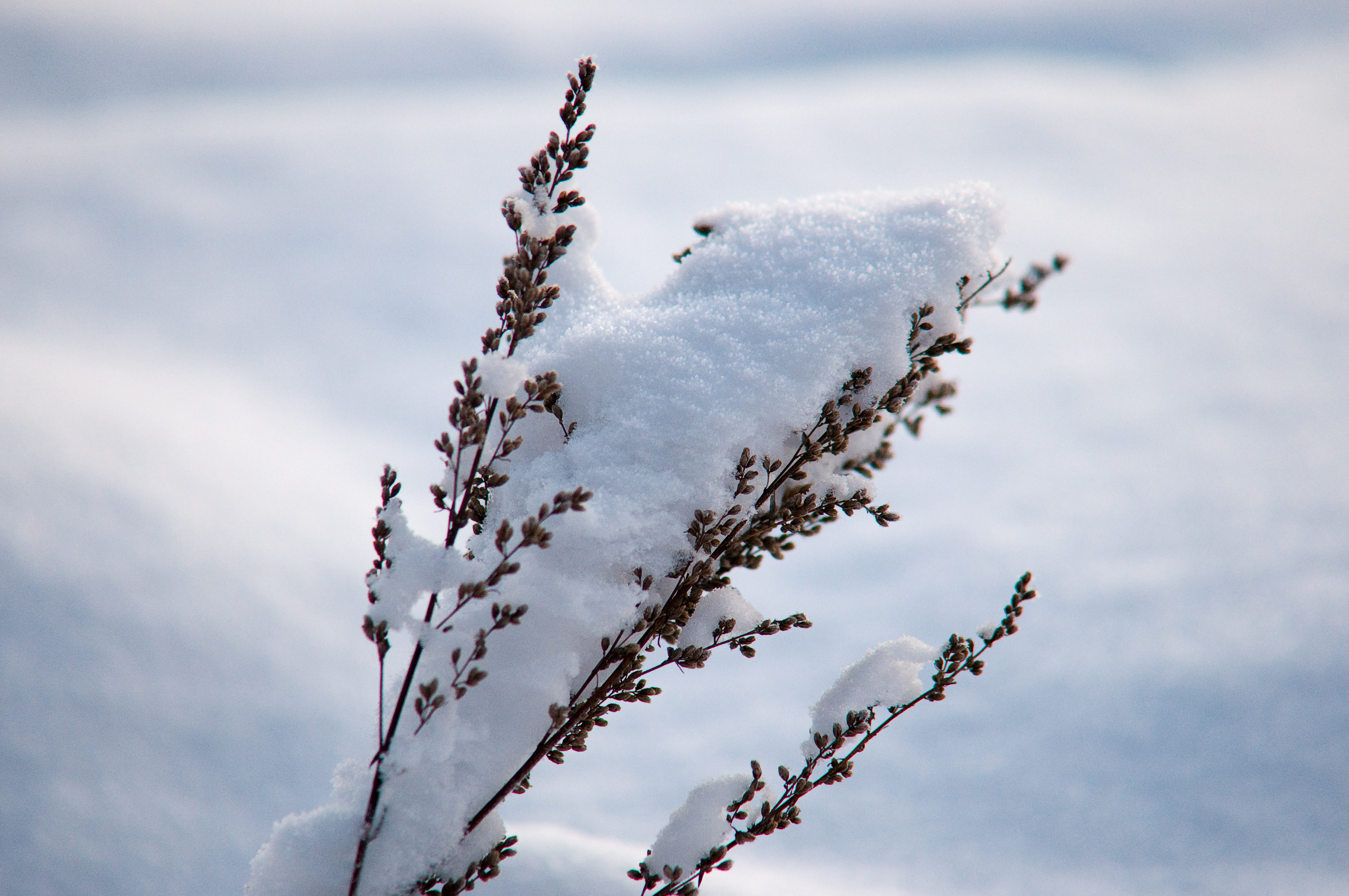 File:Norwegian winter snow covering a plant.jpg - Wikimedia Commons