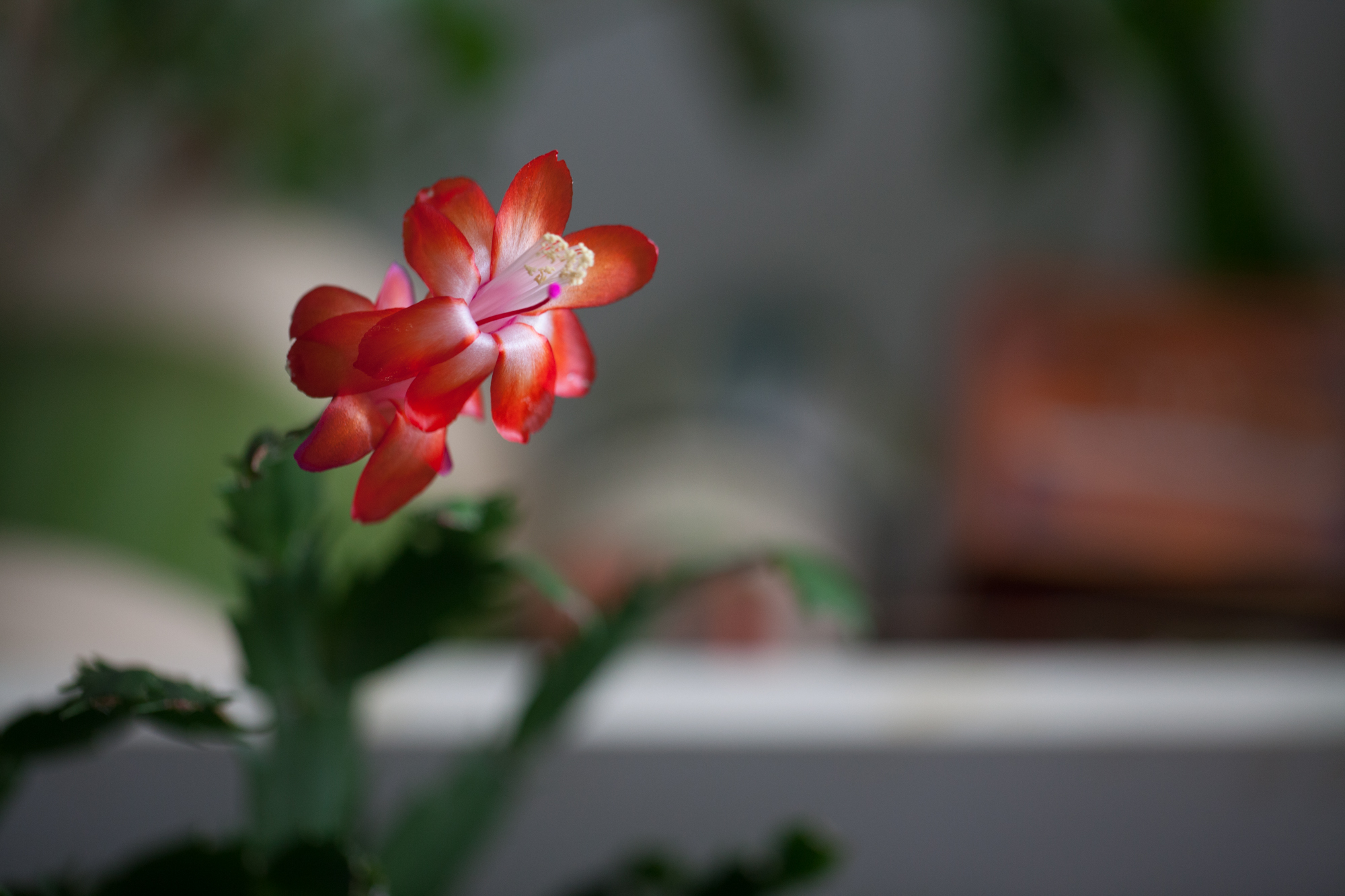 15 plants that bloom indoors in winter — HOMESTEAD BROOKLYN