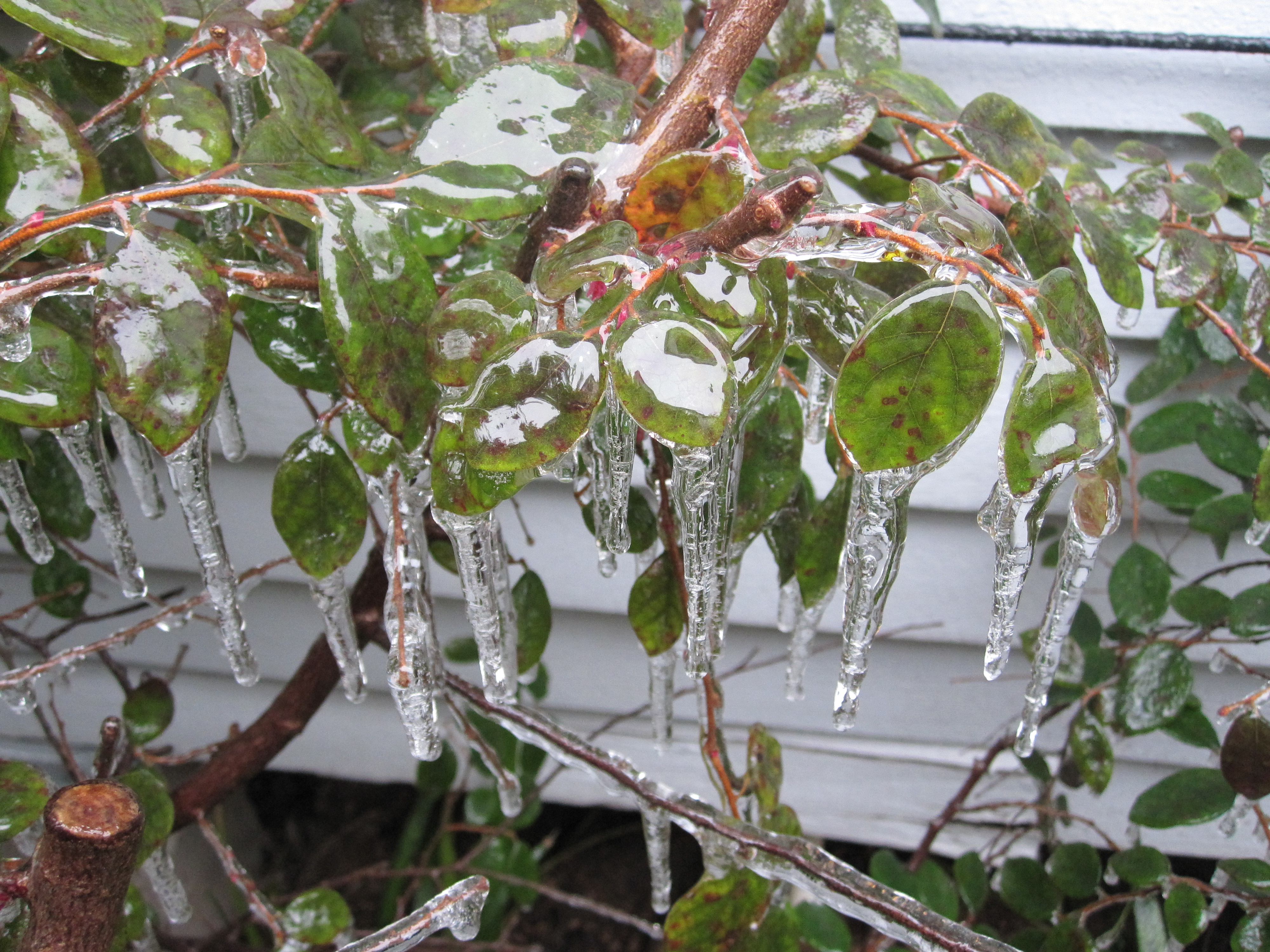Arctic Blast hits Houston! How to protect your plants in a freeze ...