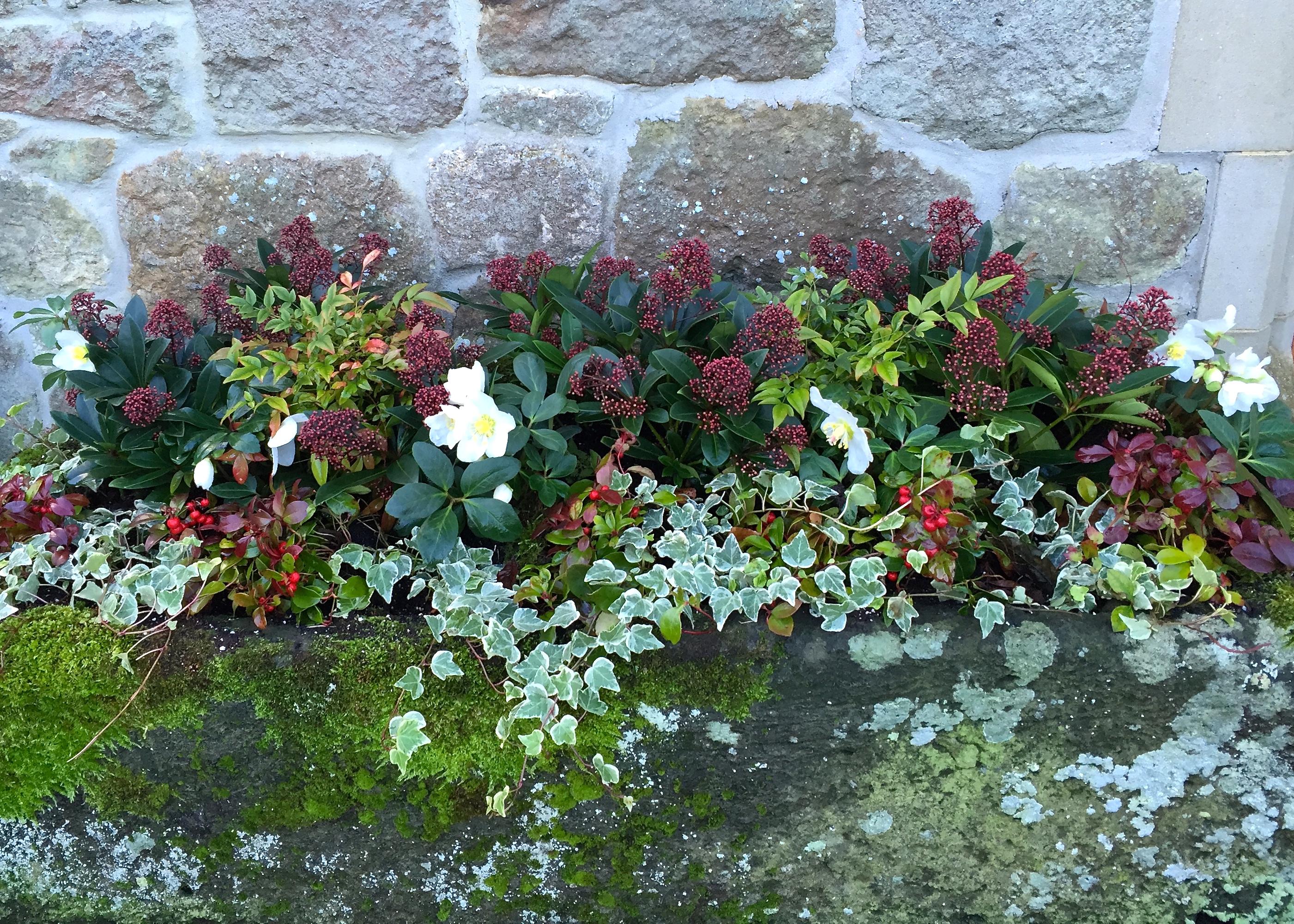 Planting Containers for Winter Colour – The Frustrated Gardener