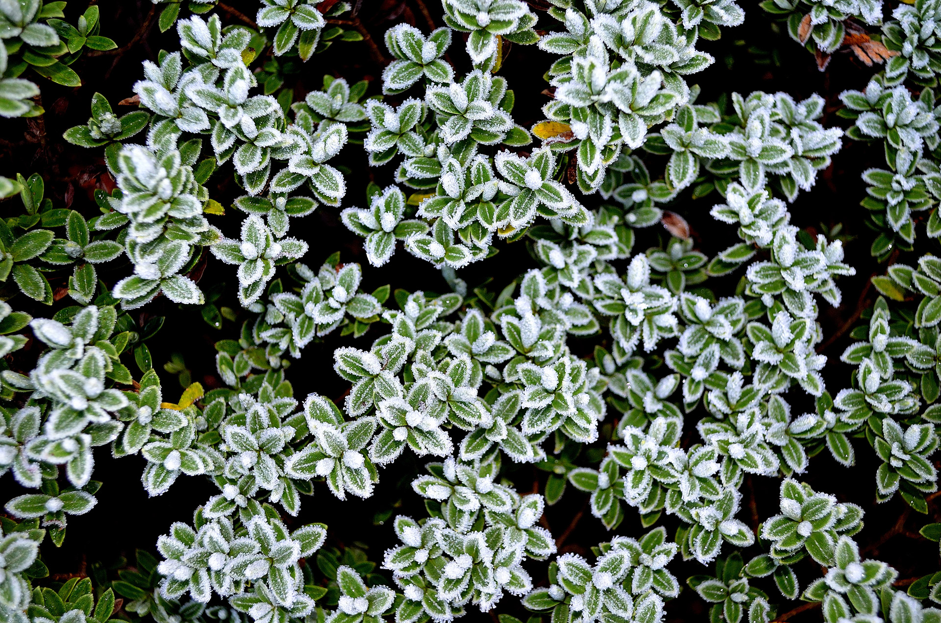 Winter Frost On Plants Free Stock Photo - Public Domain Pictures