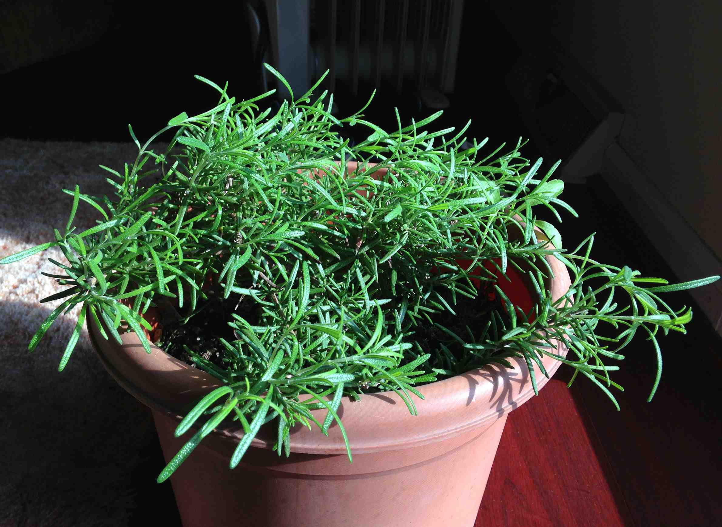 How To Keep Rosemary Plants Fresh And Vibrant Throughout The Winter ...