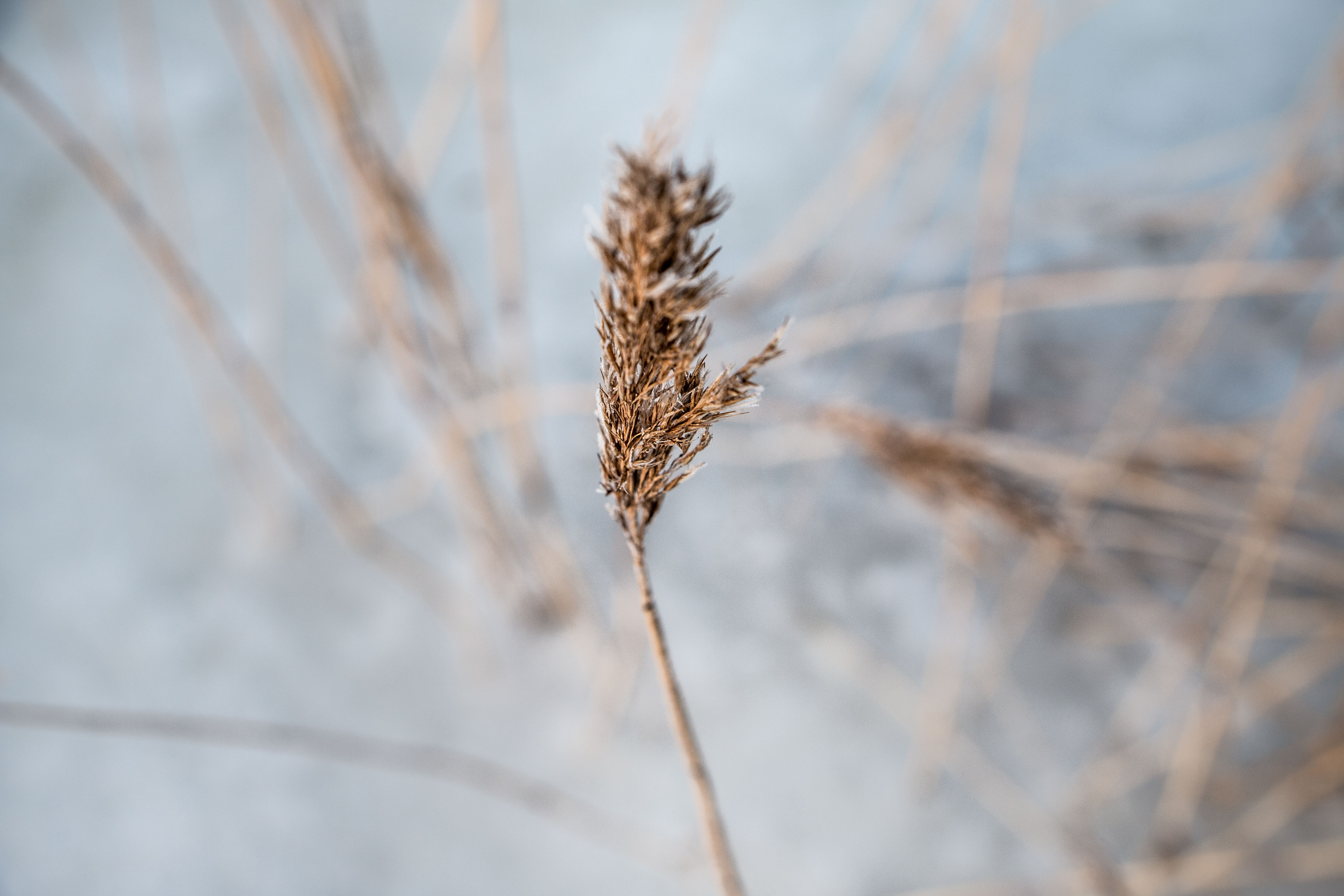 Winter reed photo