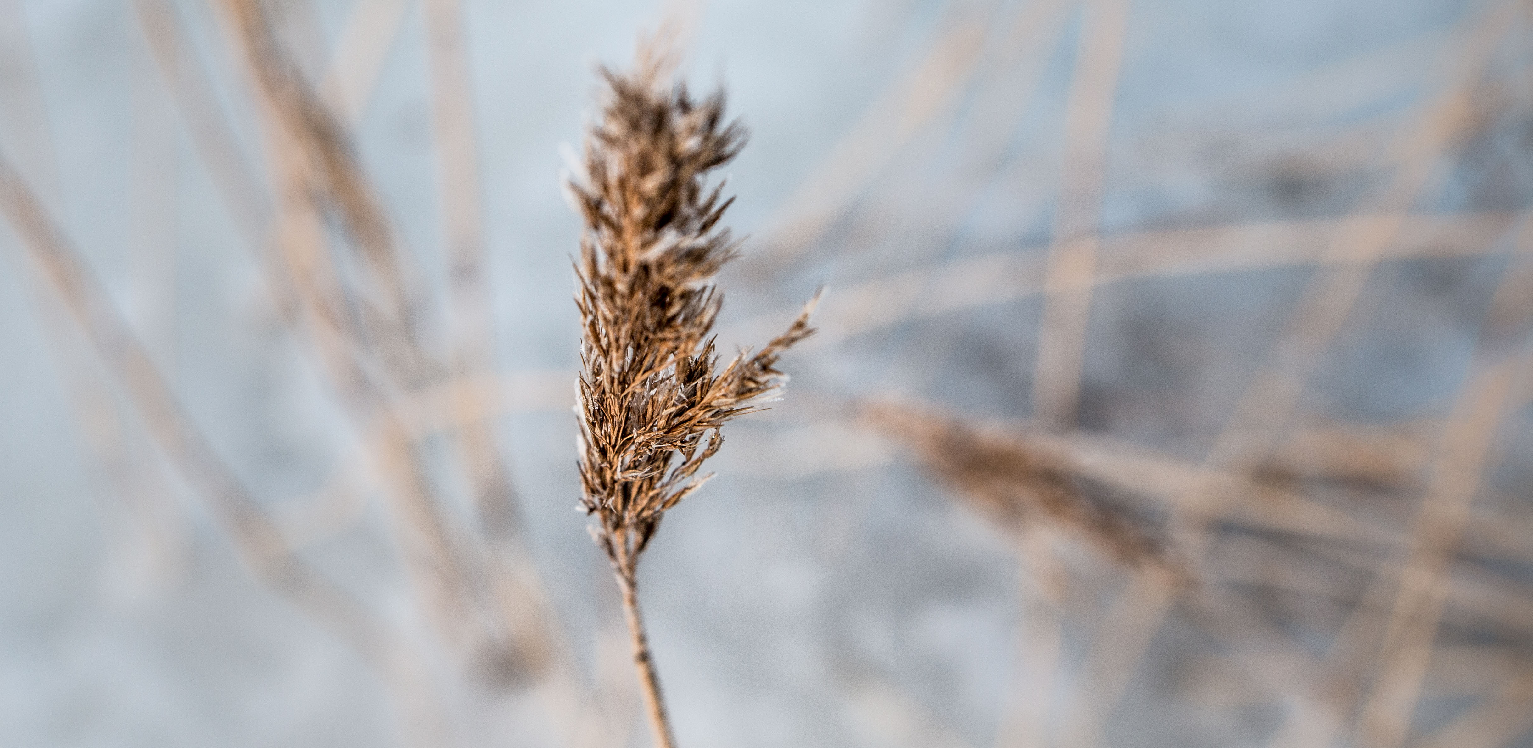Winter reed photo