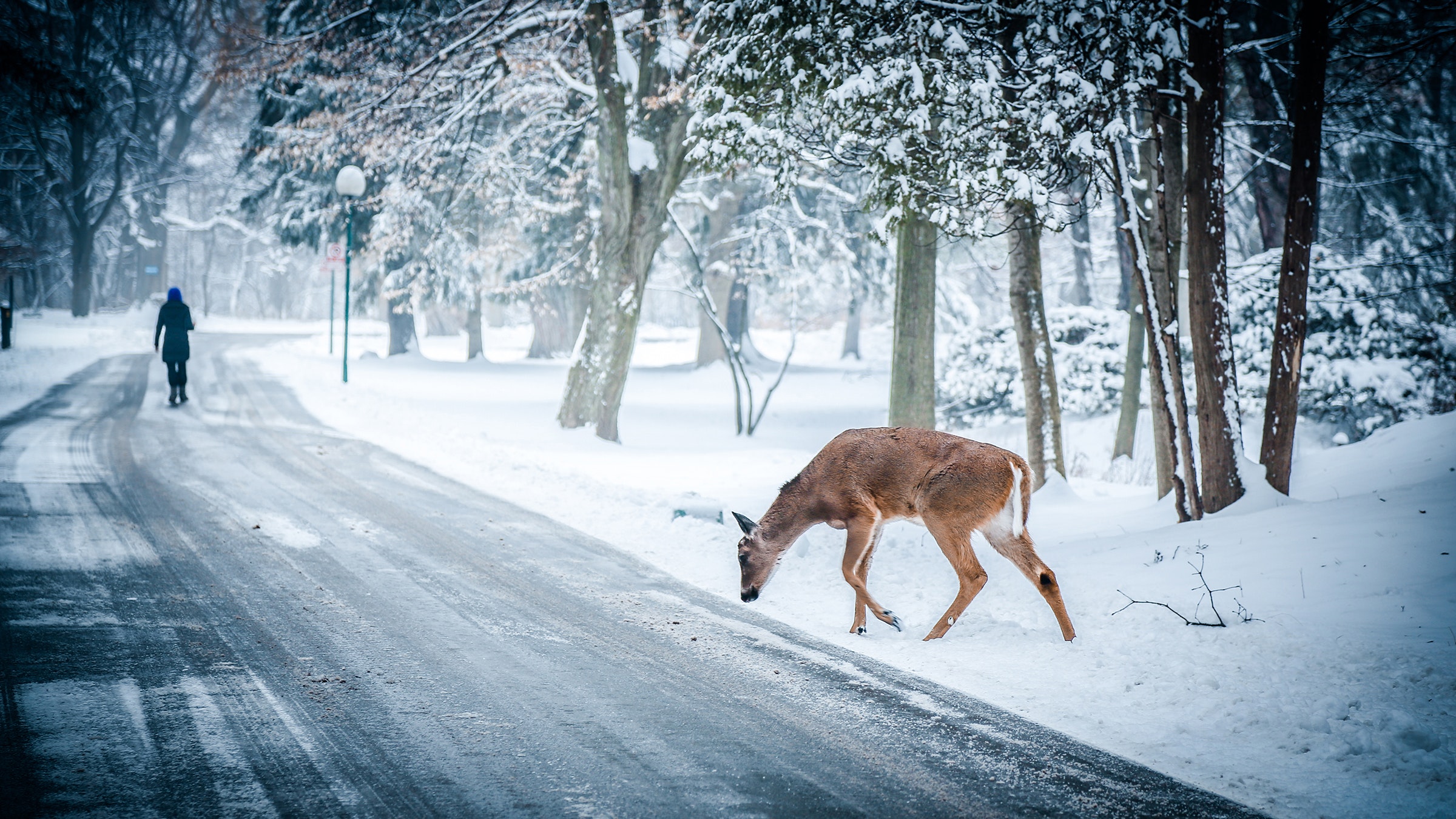 1000+ Engaging Winter Road Photos · Pexels · Free Stock Photos