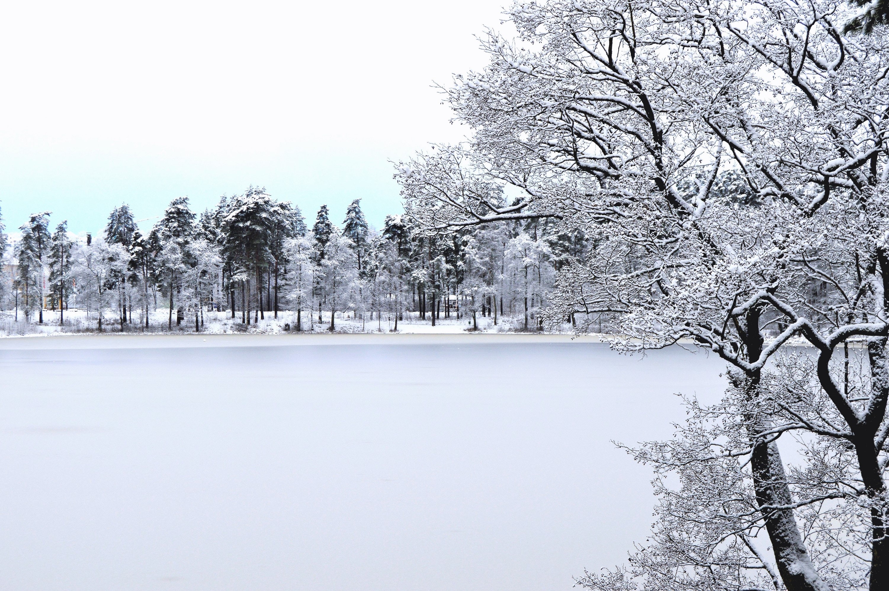 1000+ Amazing Winter Scene Photos · Pexels · Free Stock Photos