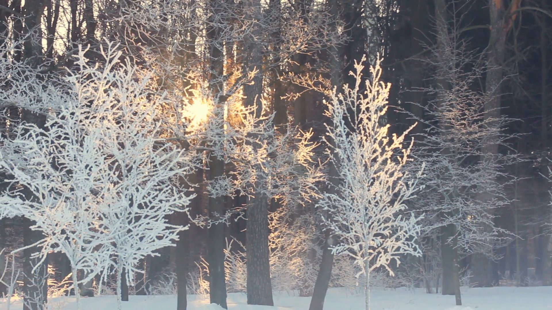 Winter scene. Morning sunlight in winter park. Sunrise in winter ...