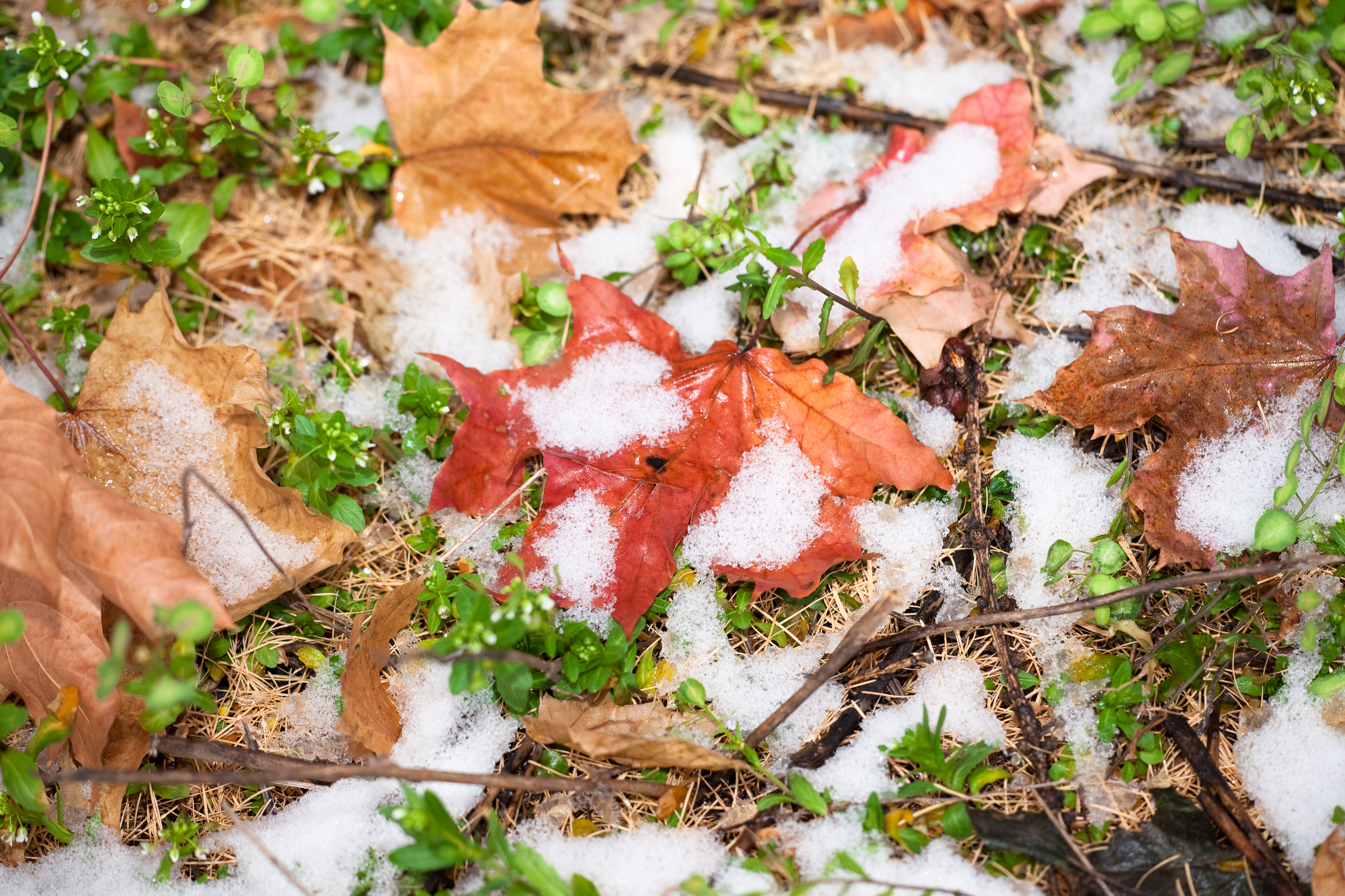 Winter snow and autumn leaves photo