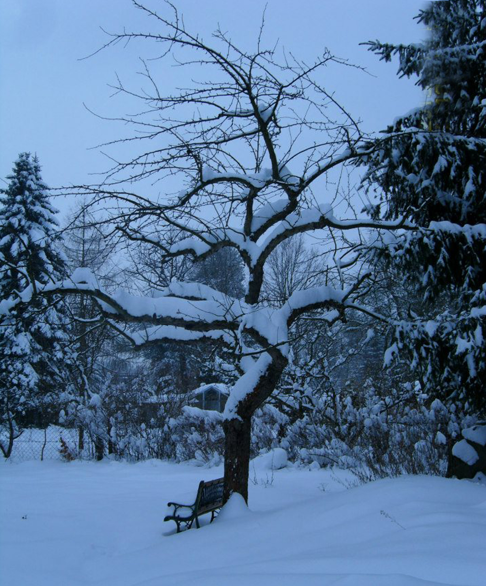 Winter snow photo