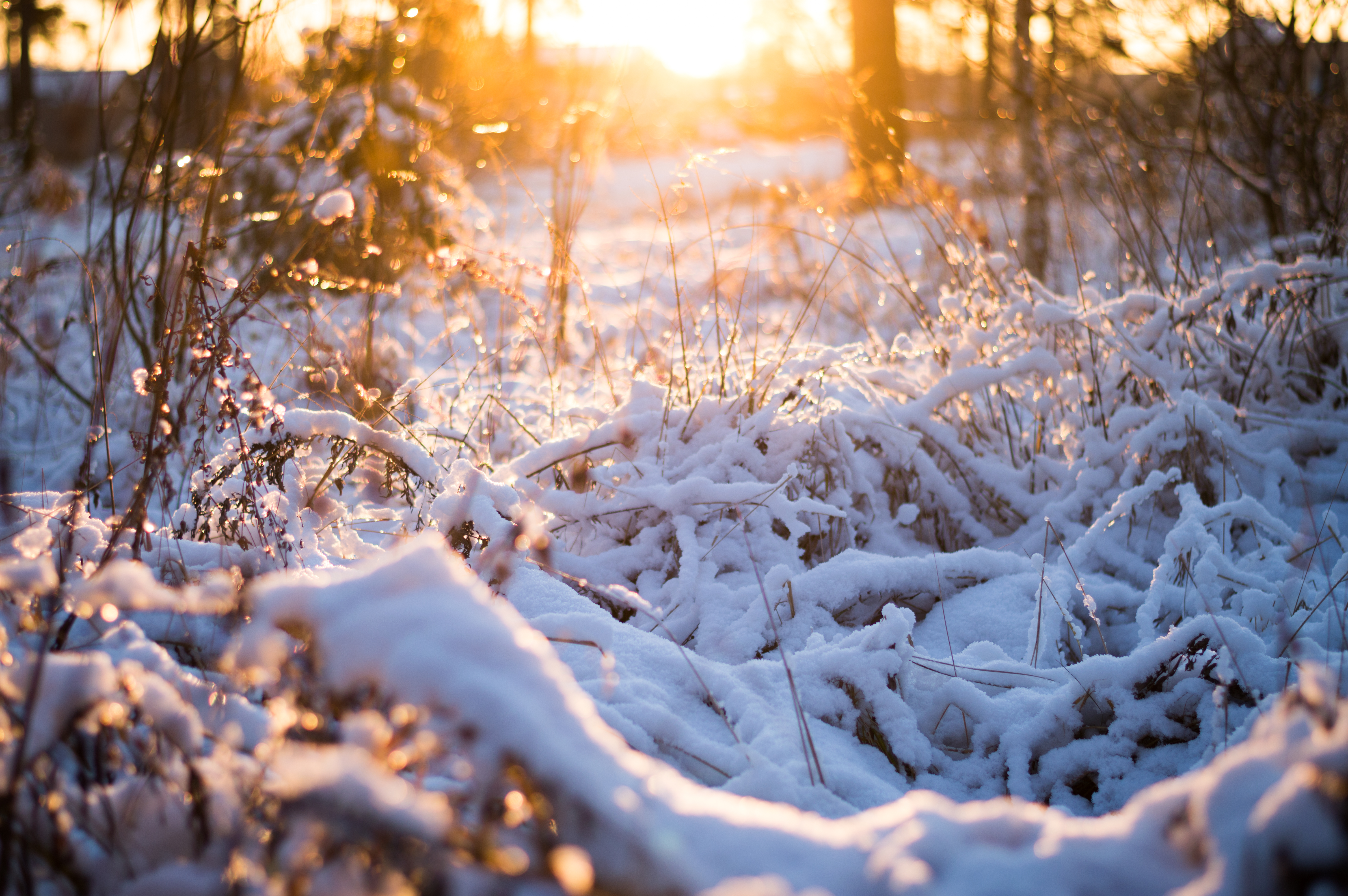 Winter sun photo