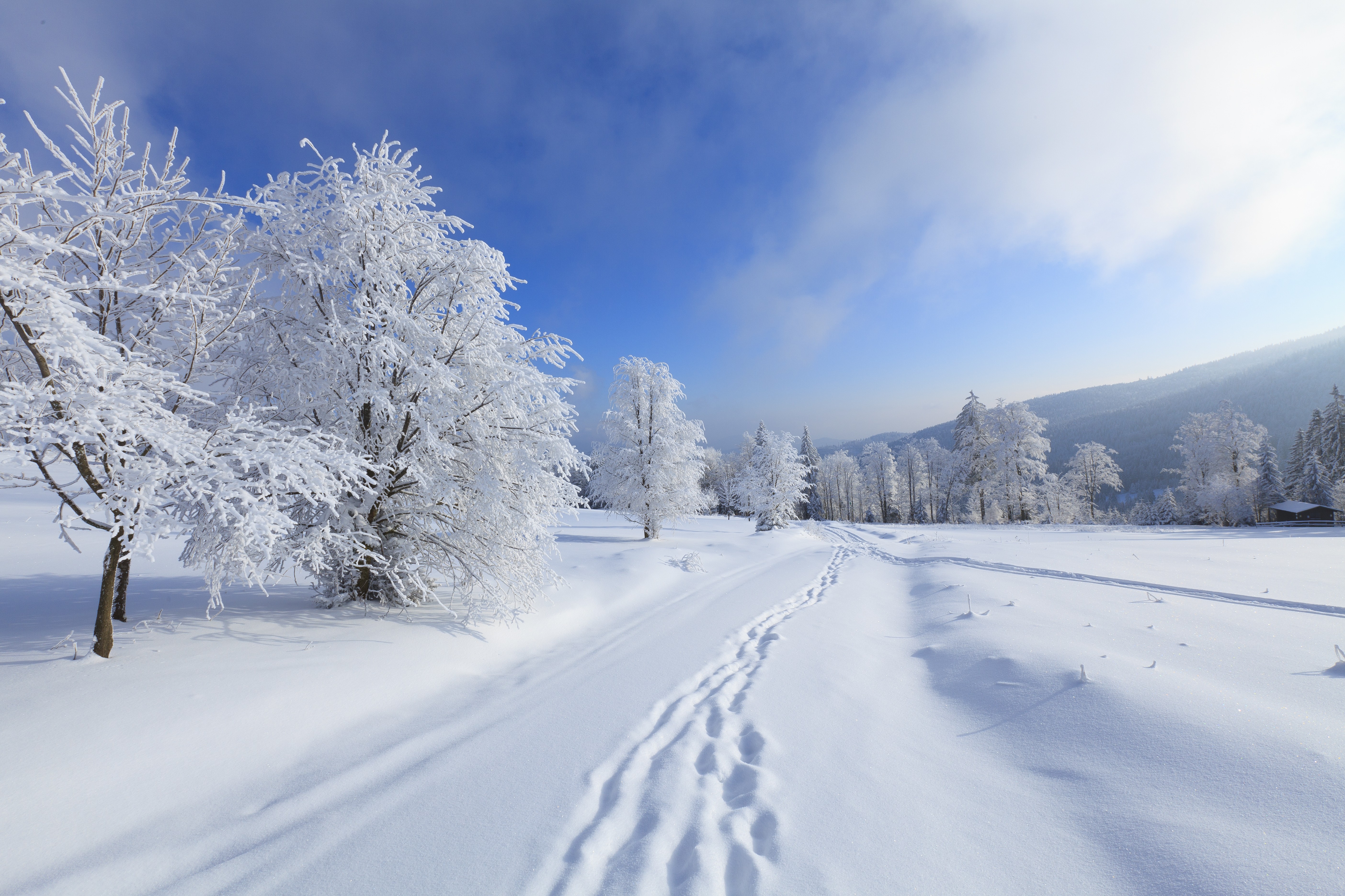 Winter: Winter Time Footprints Magic Peaceful White Tree Path ...